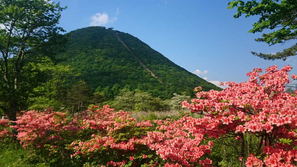 榛名湖のツツジ