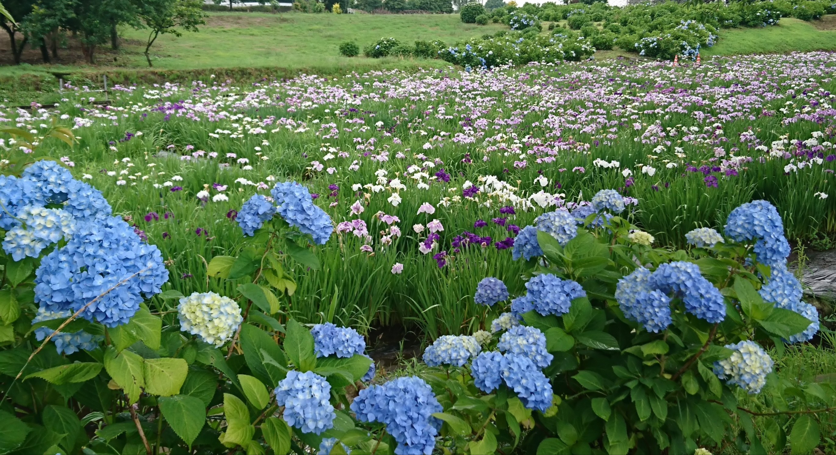 赤堀花しょうぶ園‼