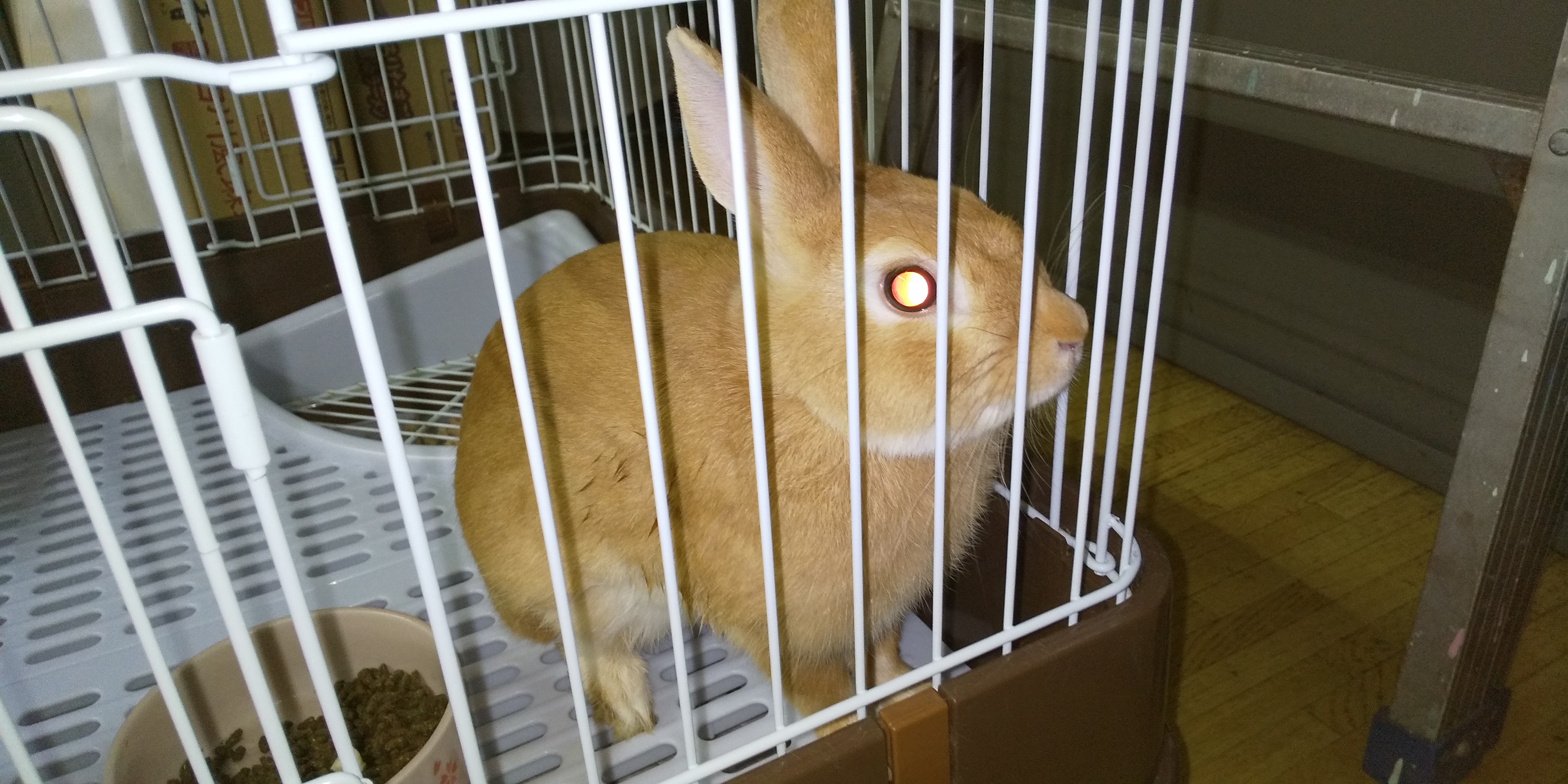 ウサギ