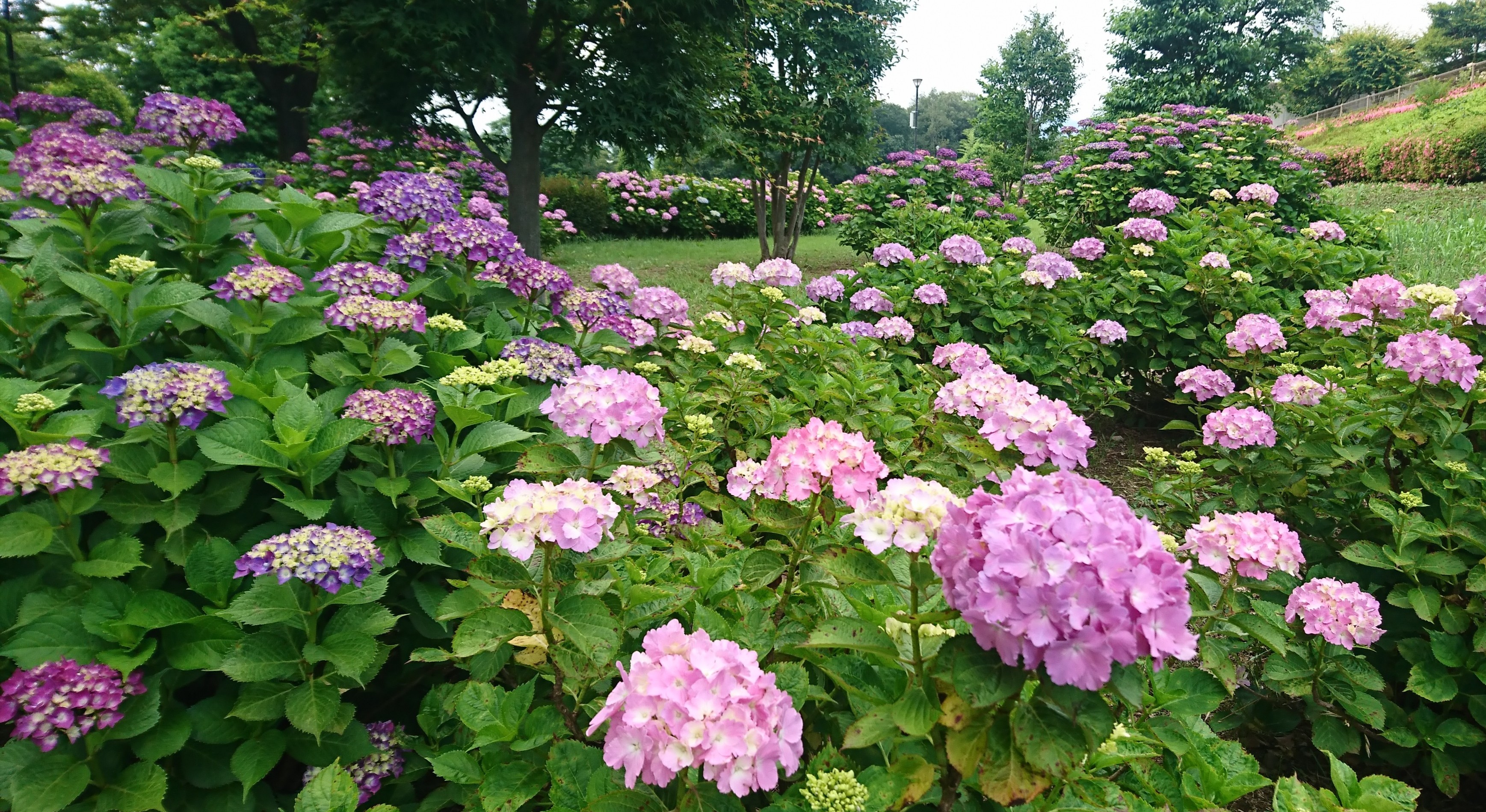 荻窪公園アジサイの丘‼
