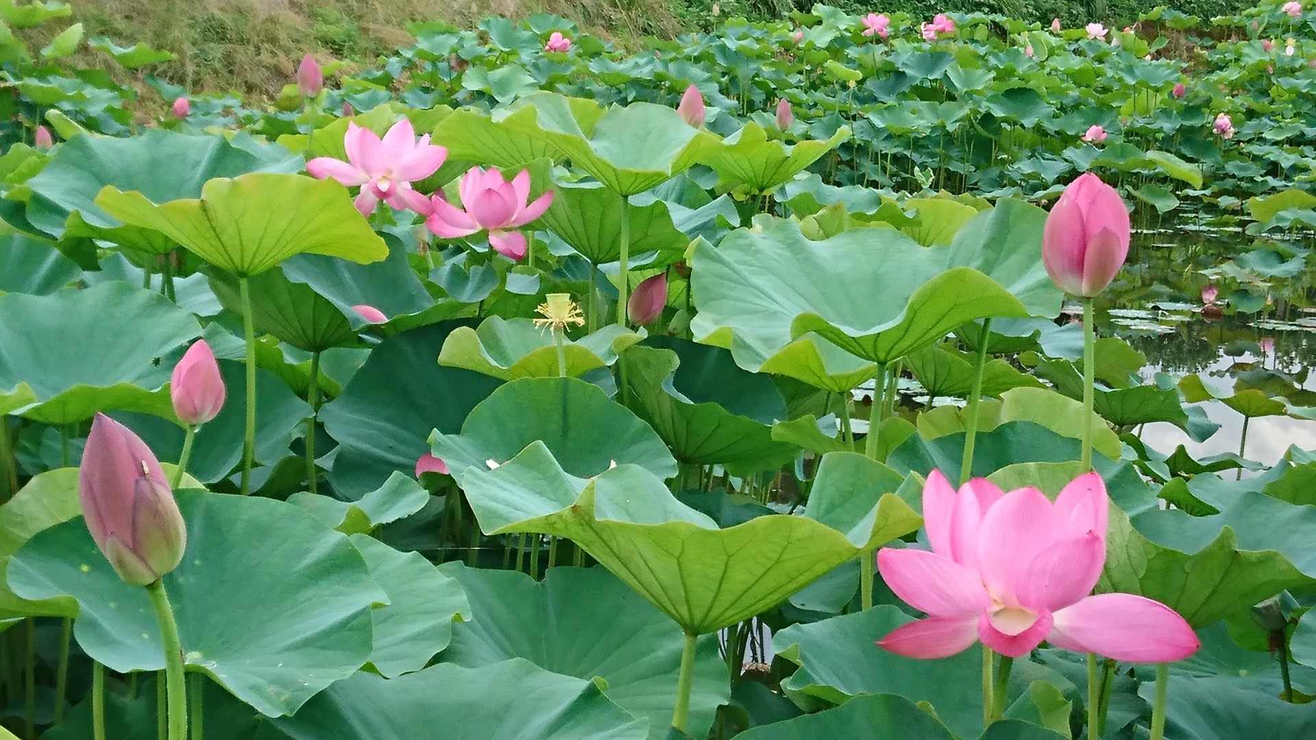 あかぼり蓮園‼