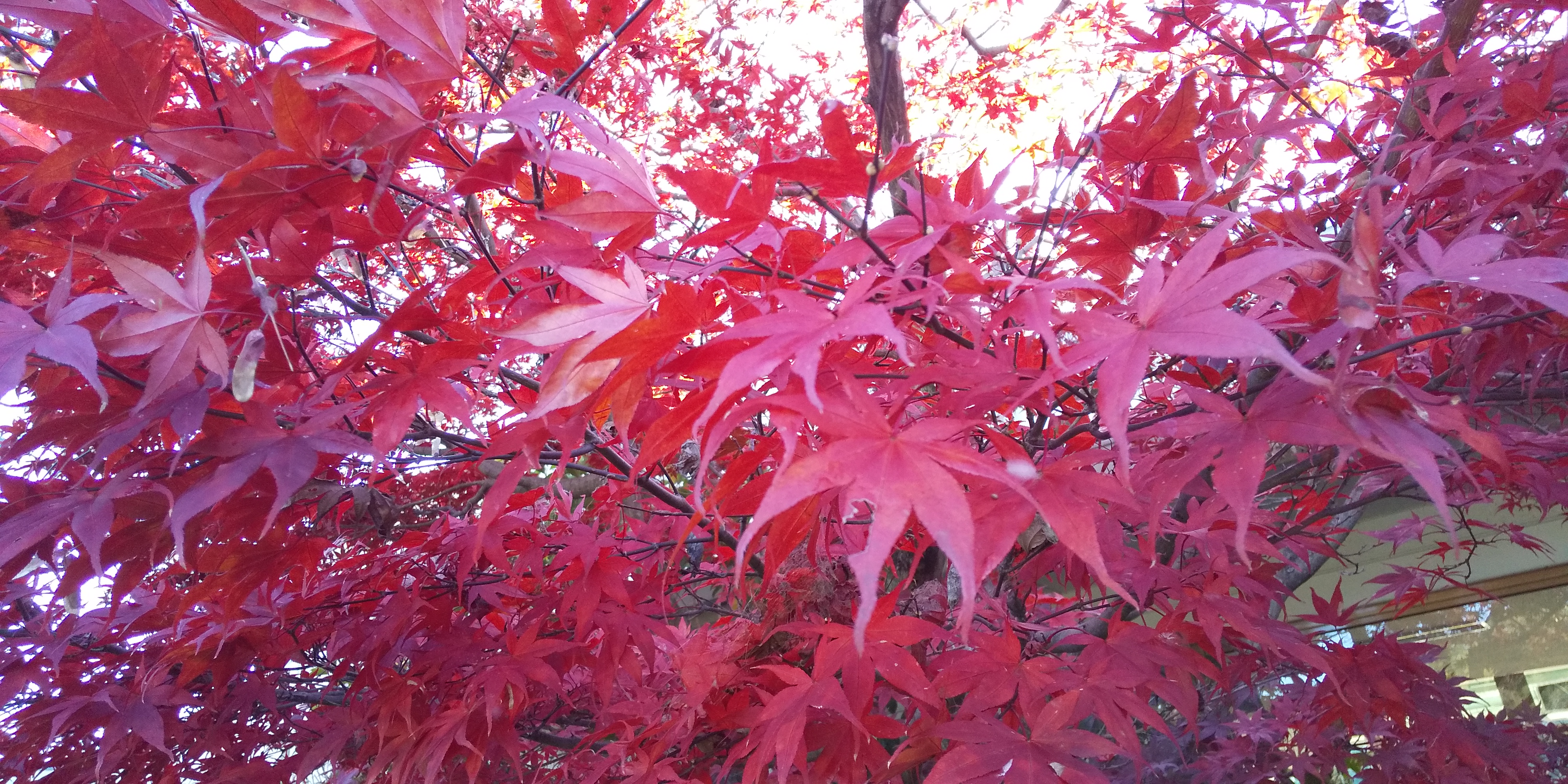 碓ファミ紅葉