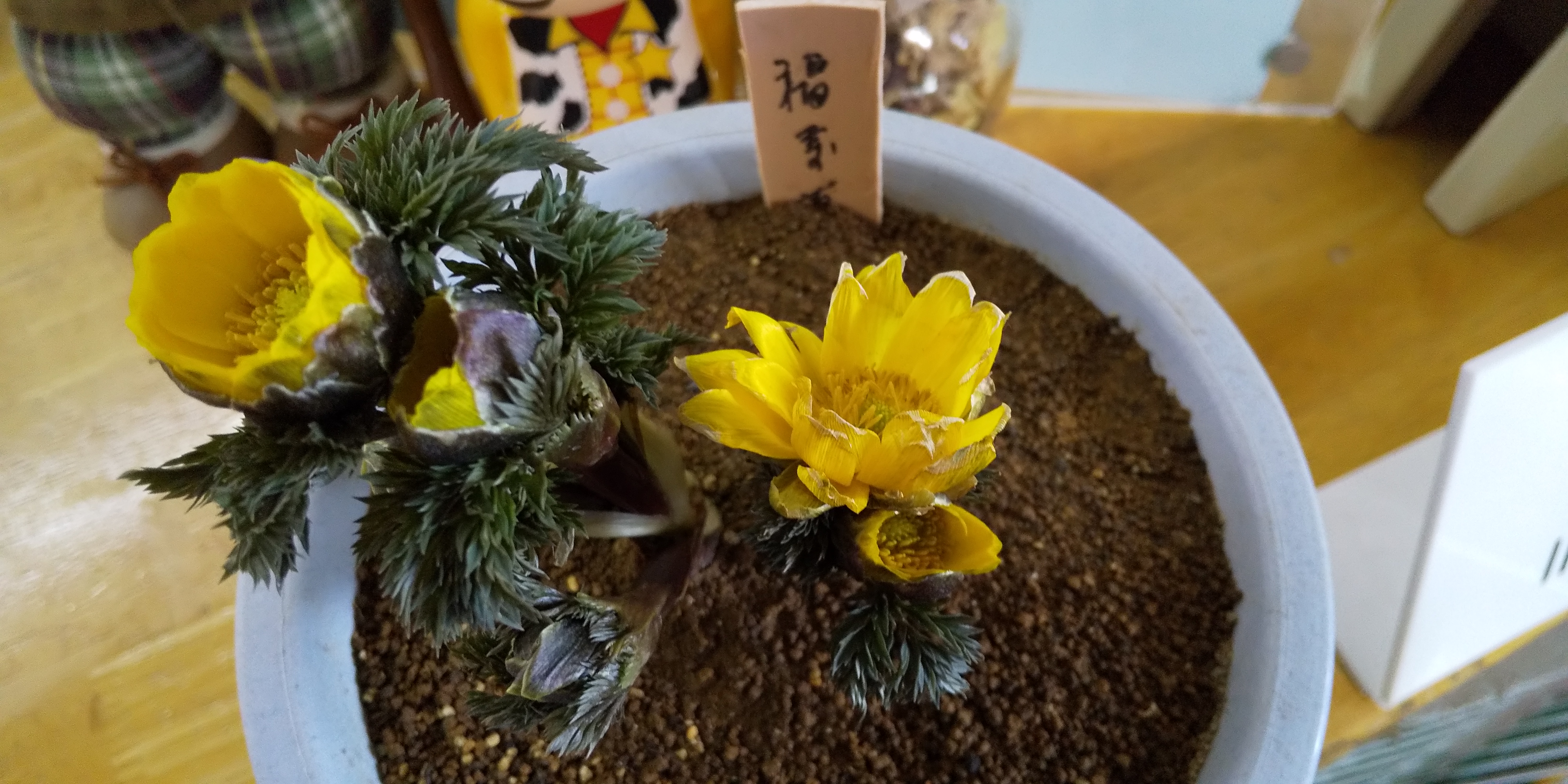 春？