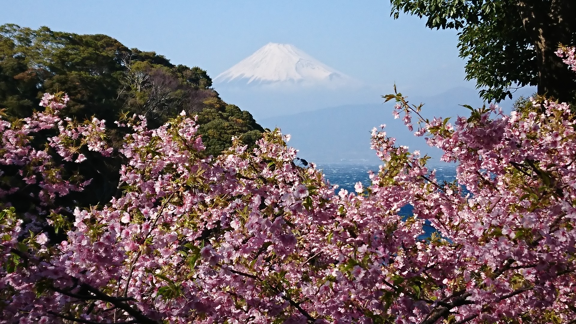 河津桜♪♪