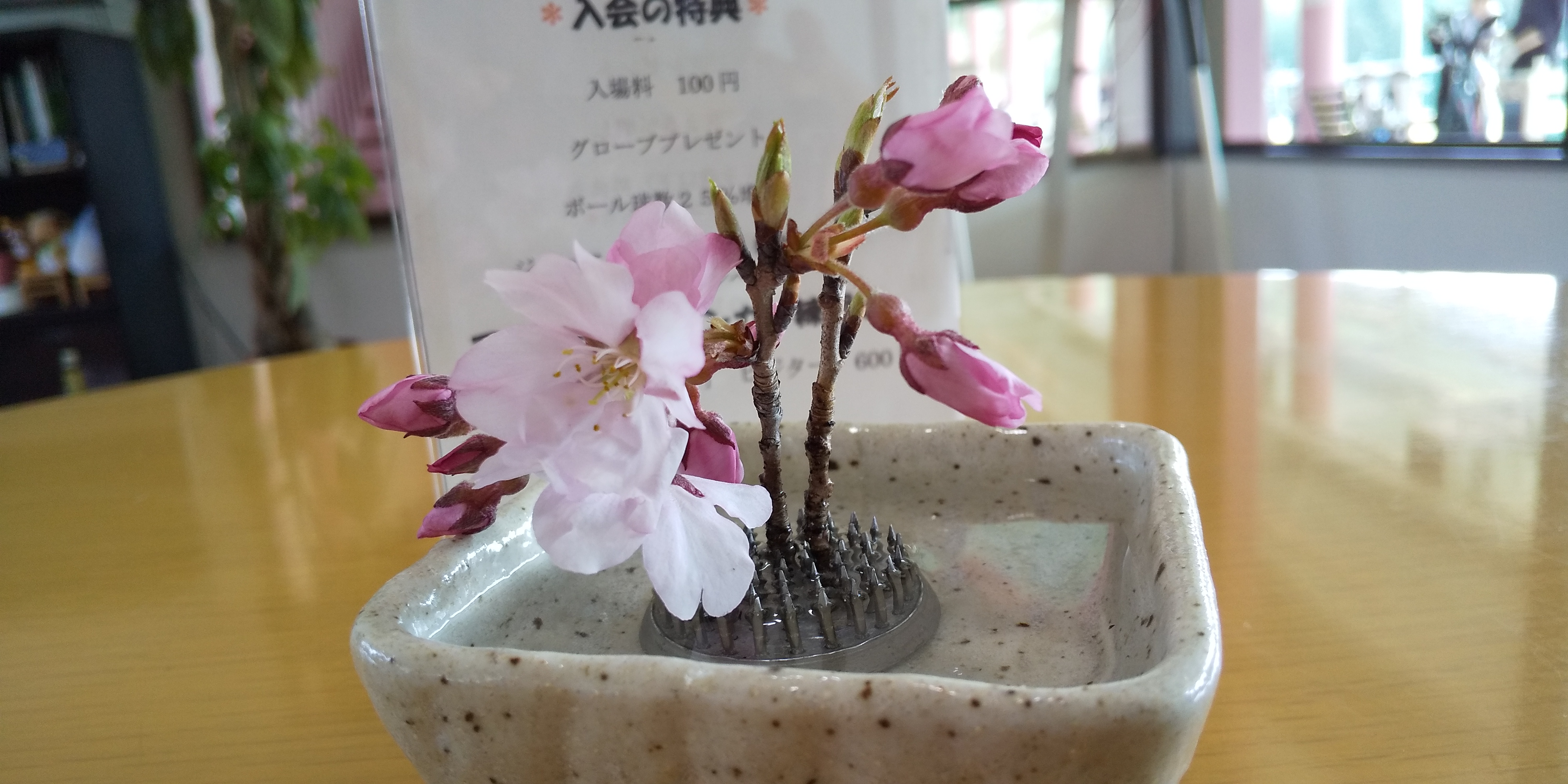 桜