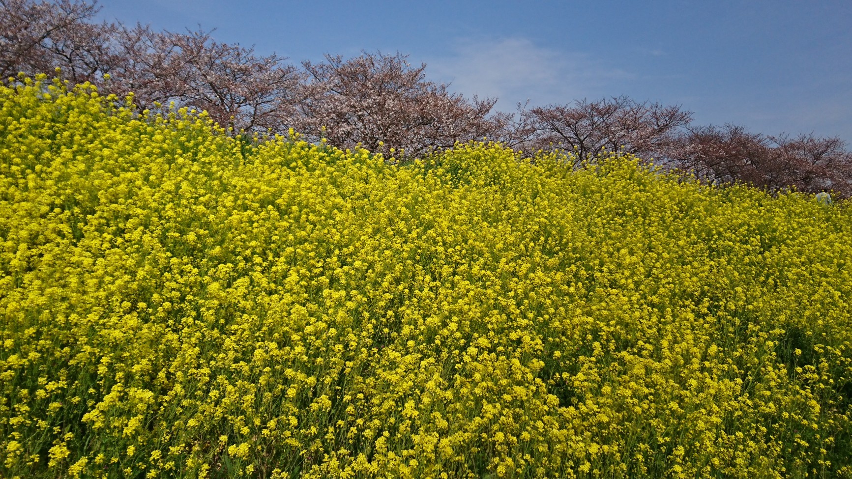 菜の花‼
