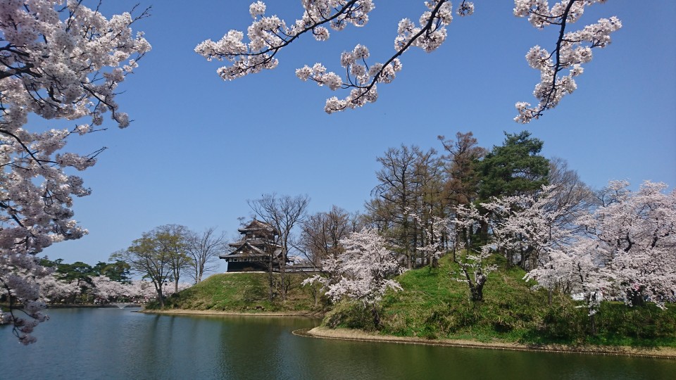 桜‼