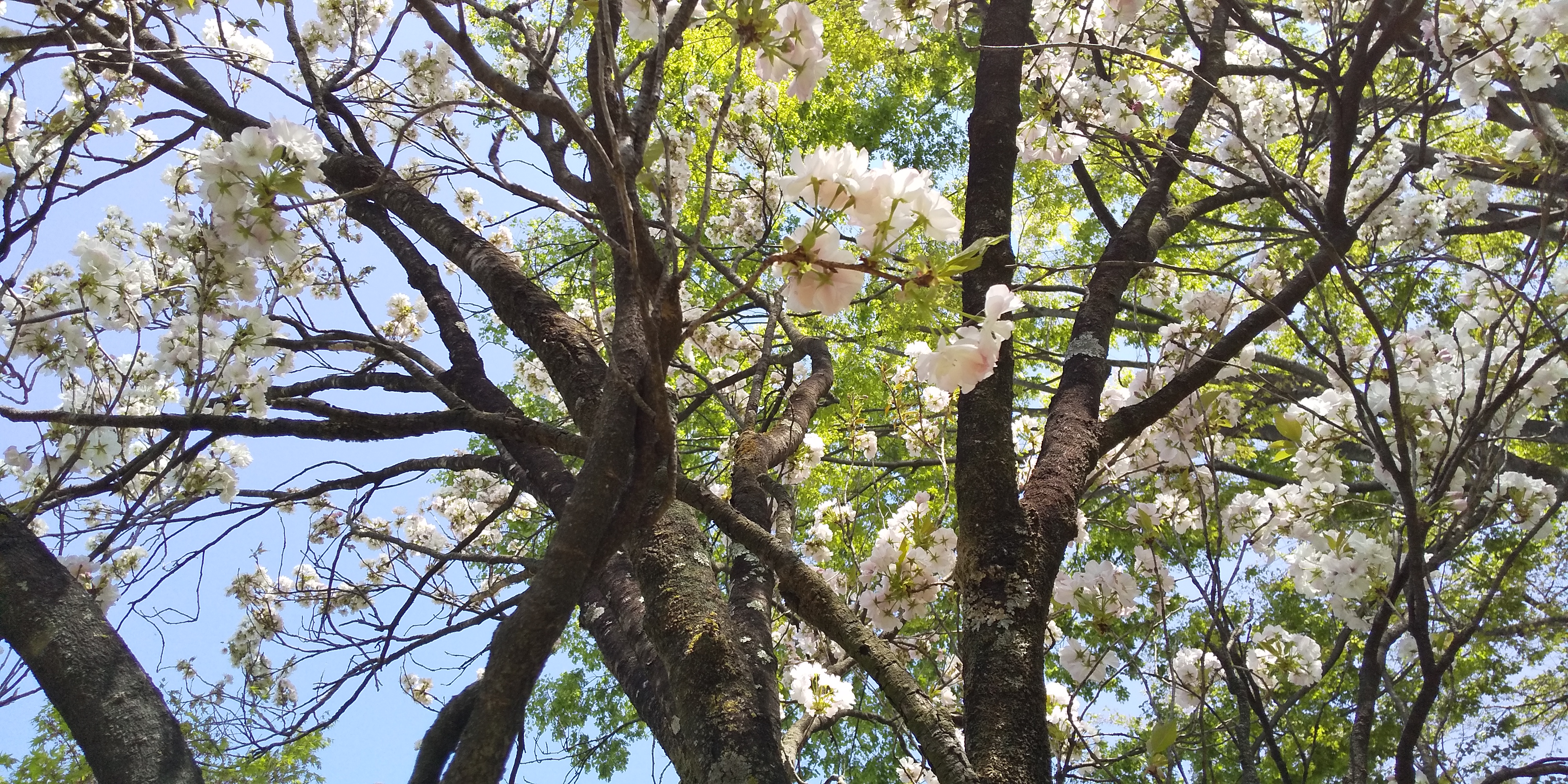 桜