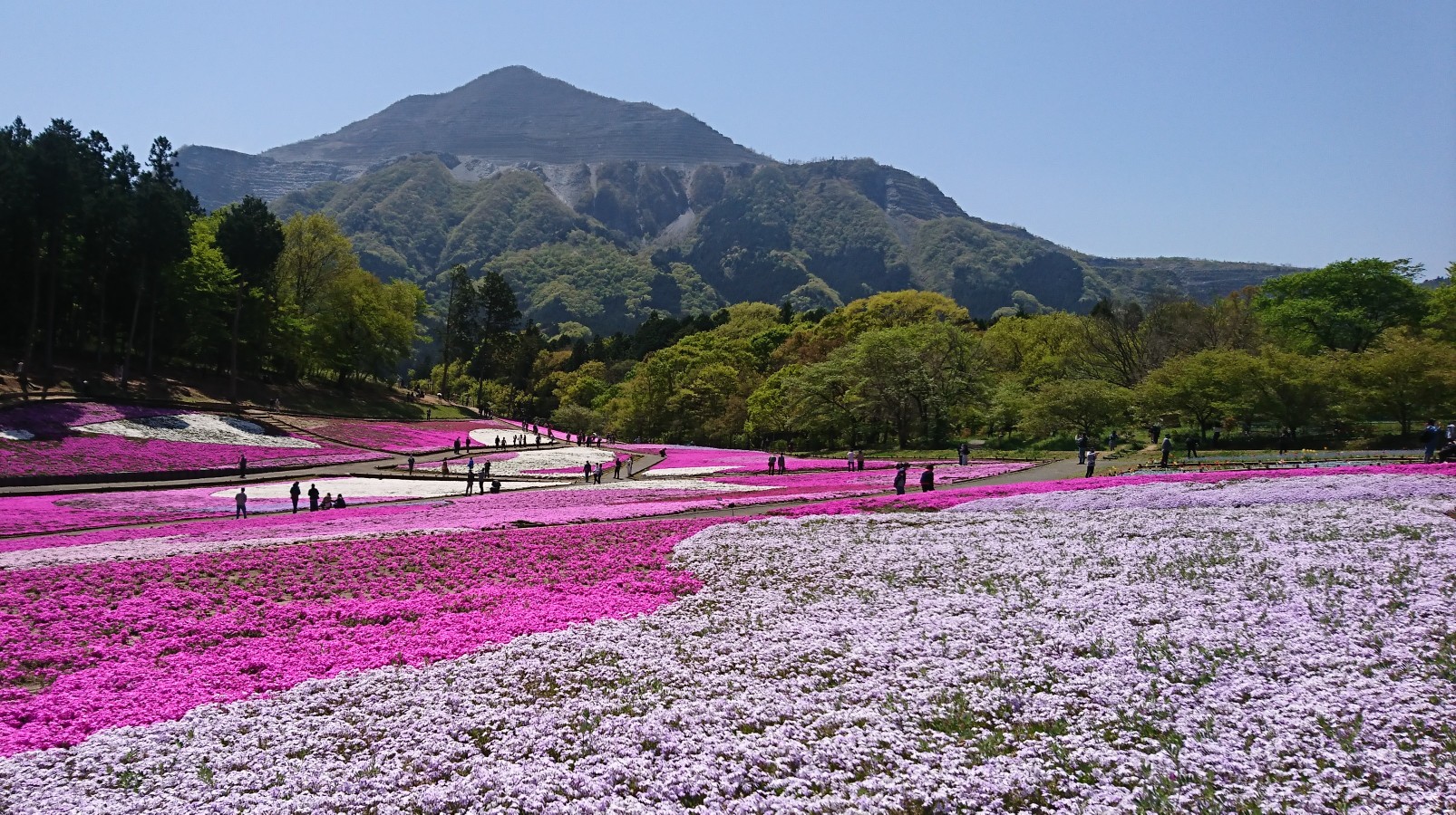 芝桜‼