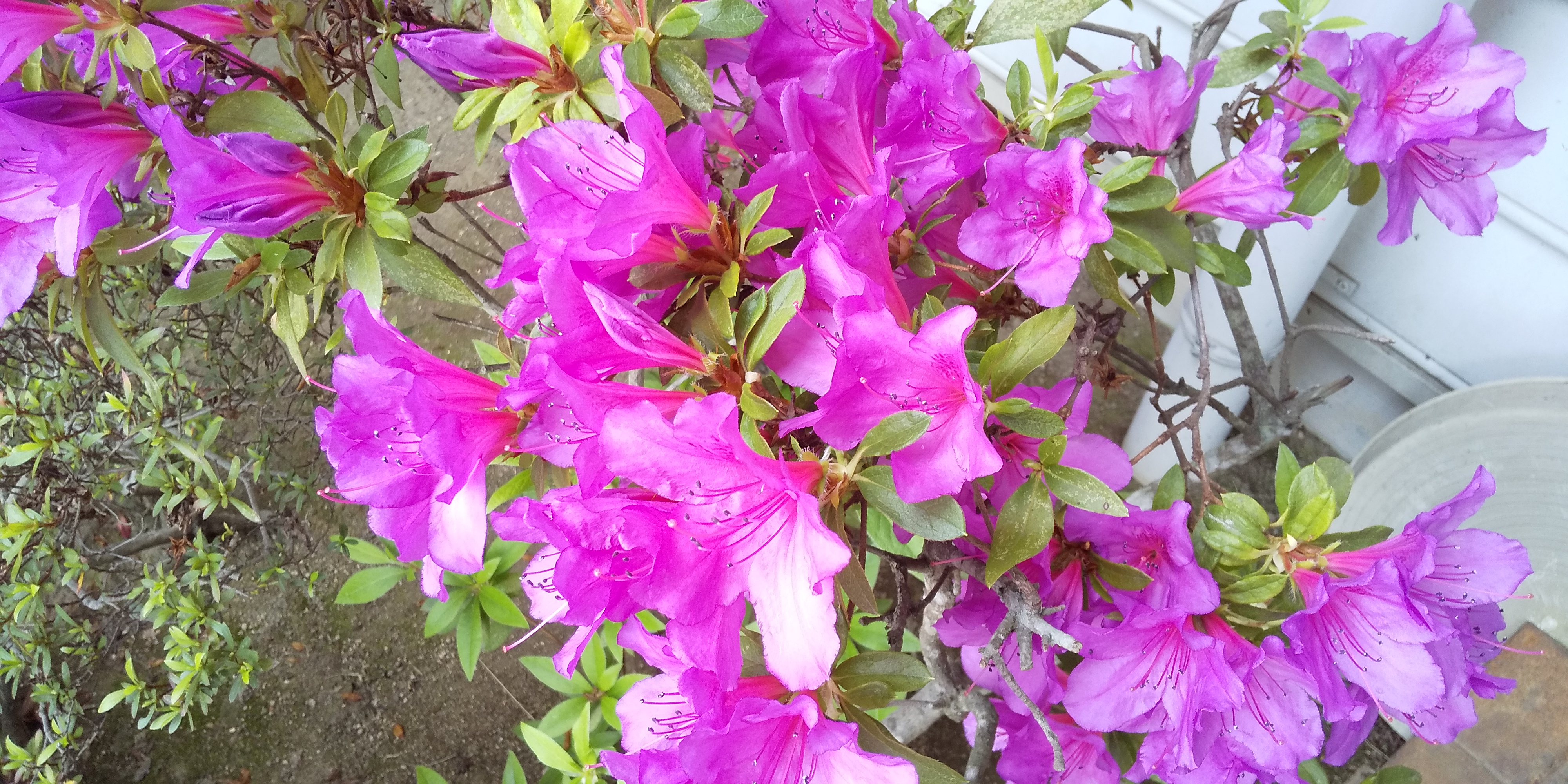 花