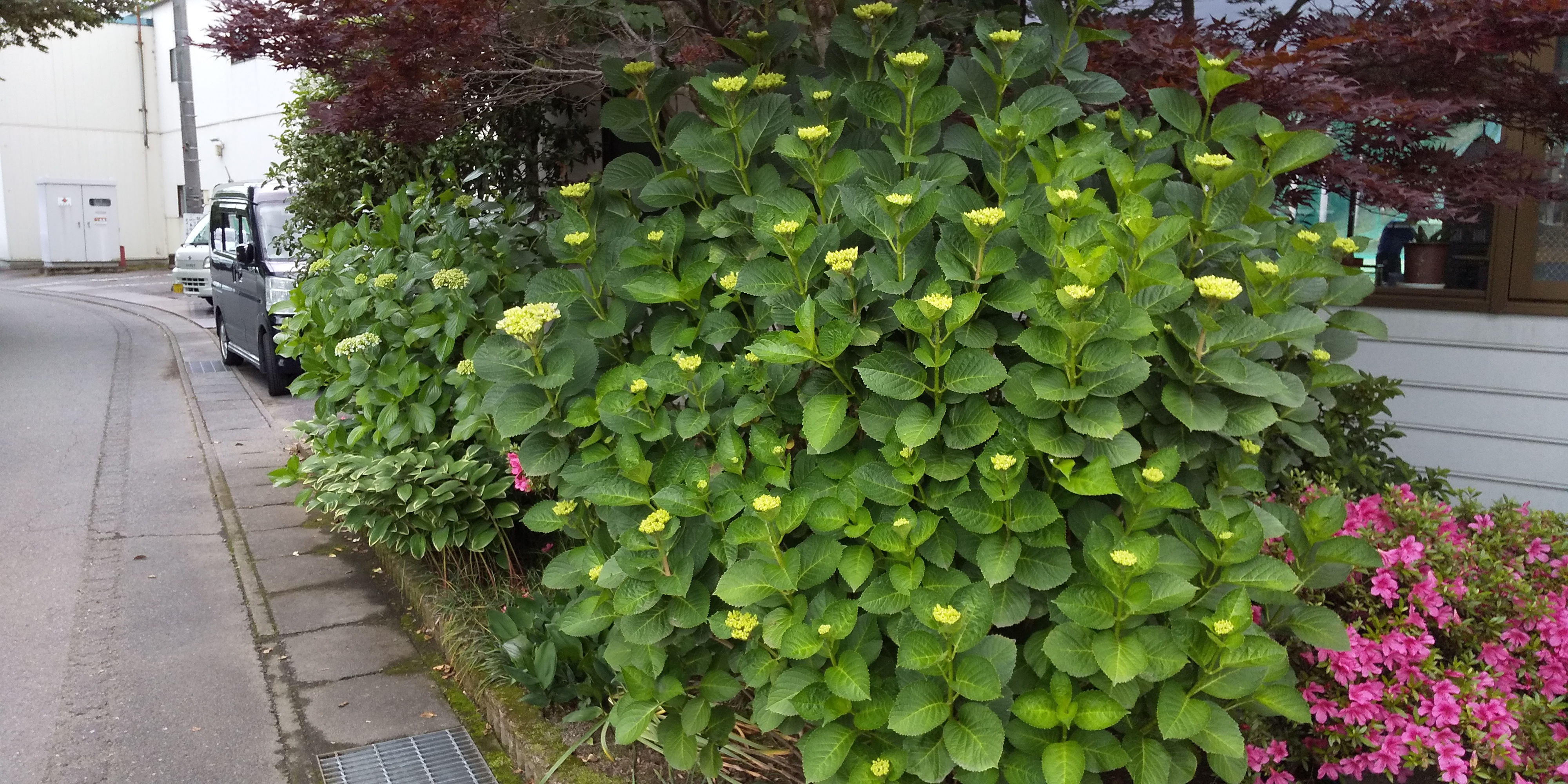 紫陽花