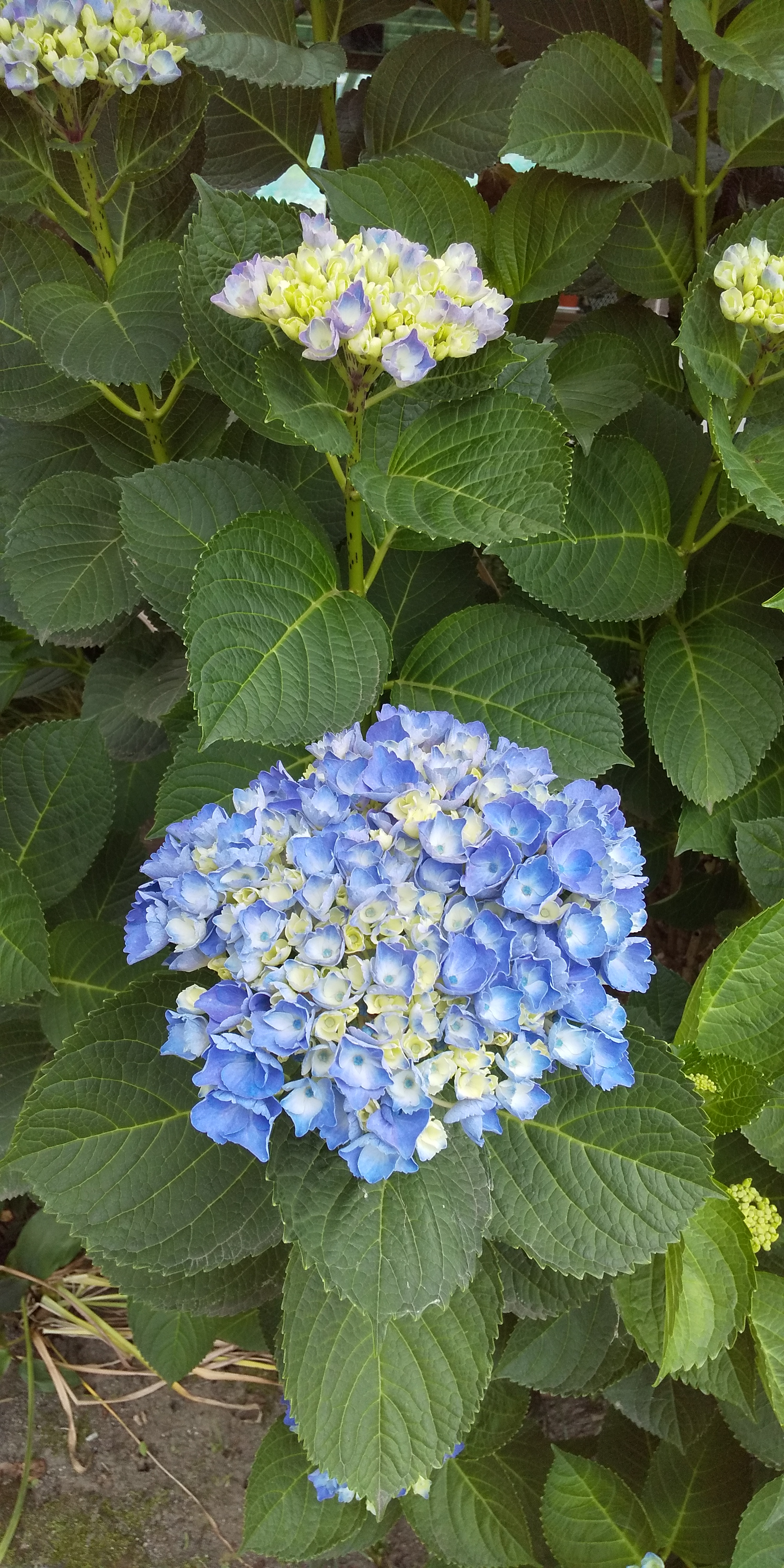 紫陽花