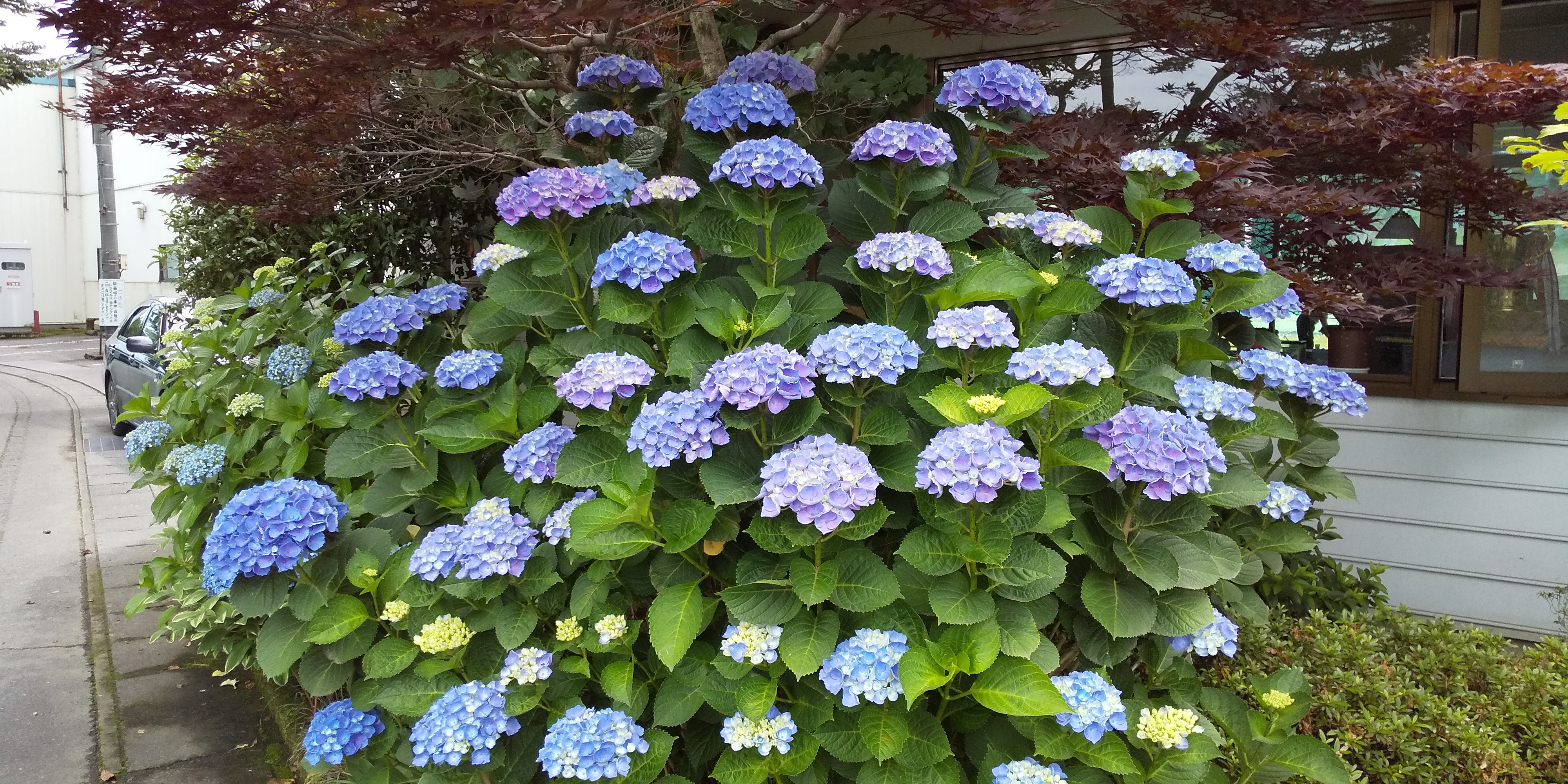 紫陽花