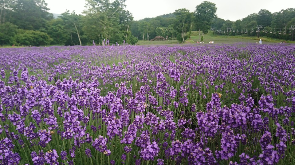 ラベンダー