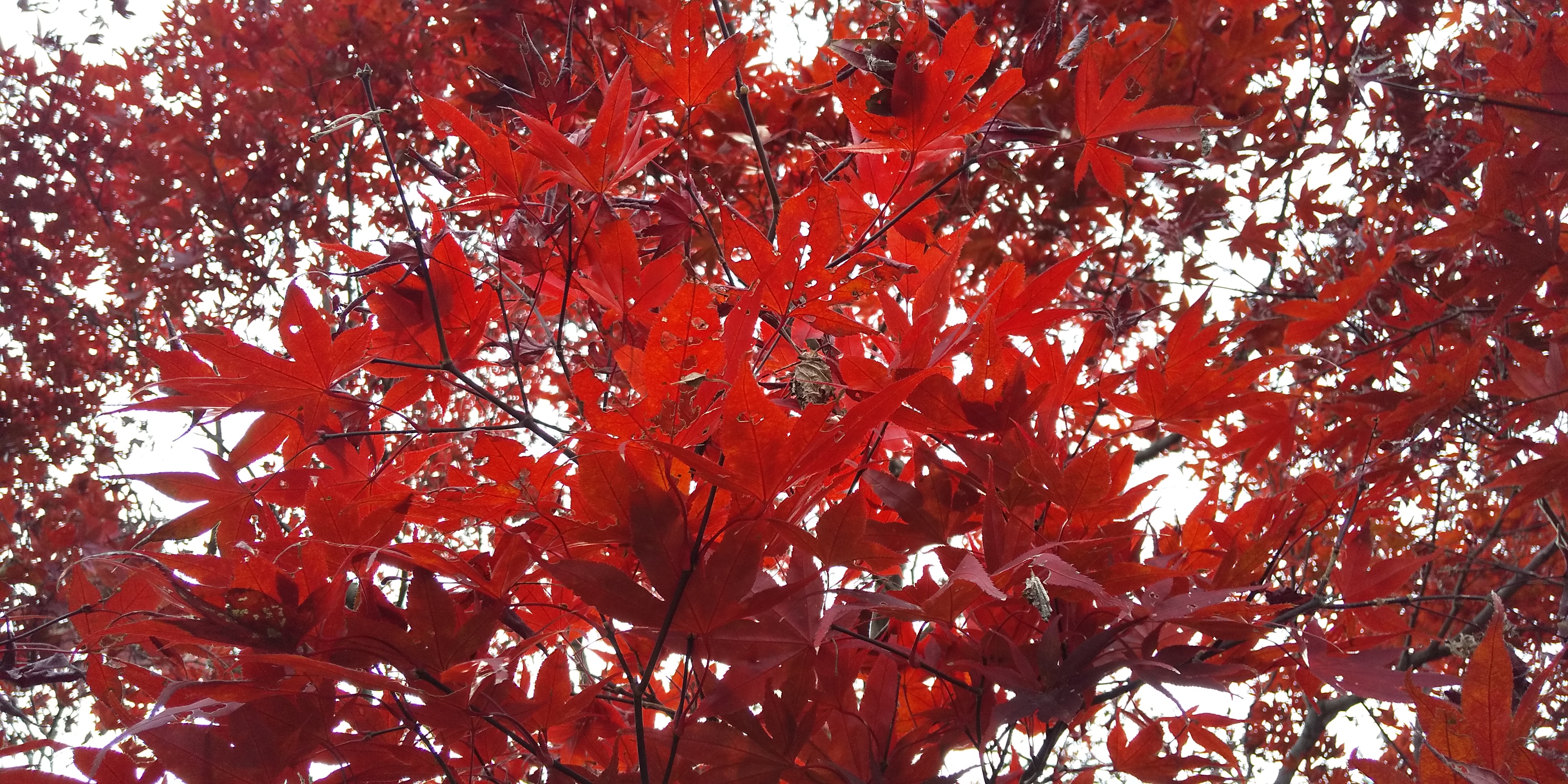 紅葉