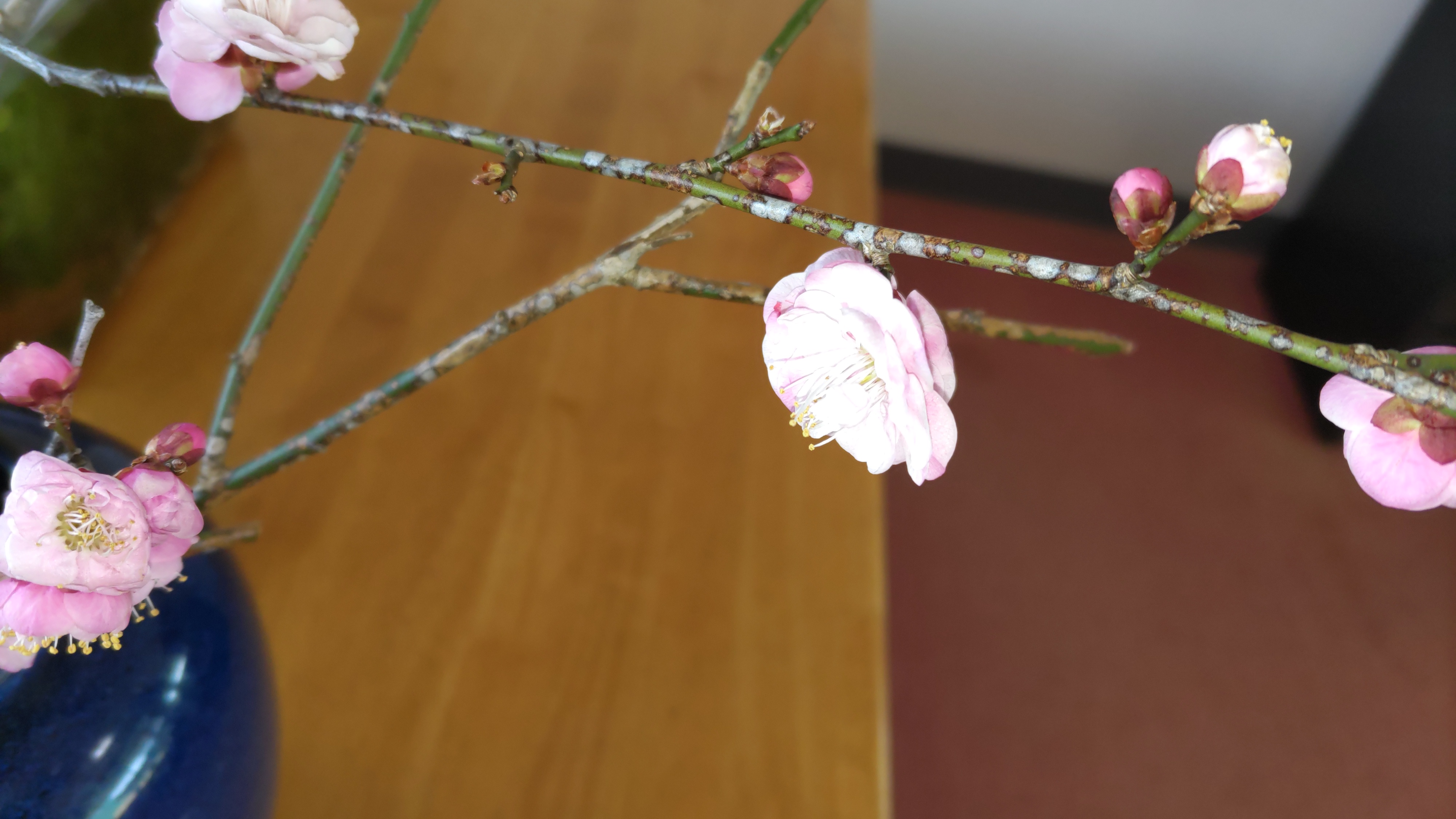 紅梅