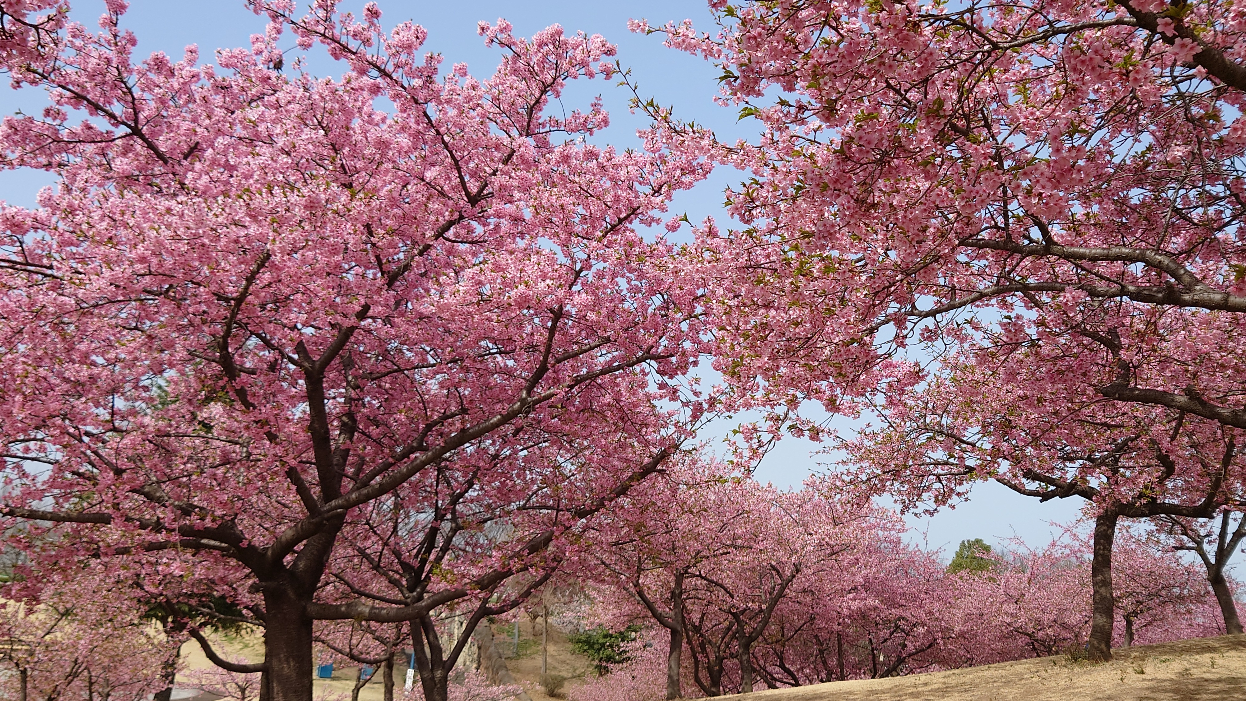 河津桜…