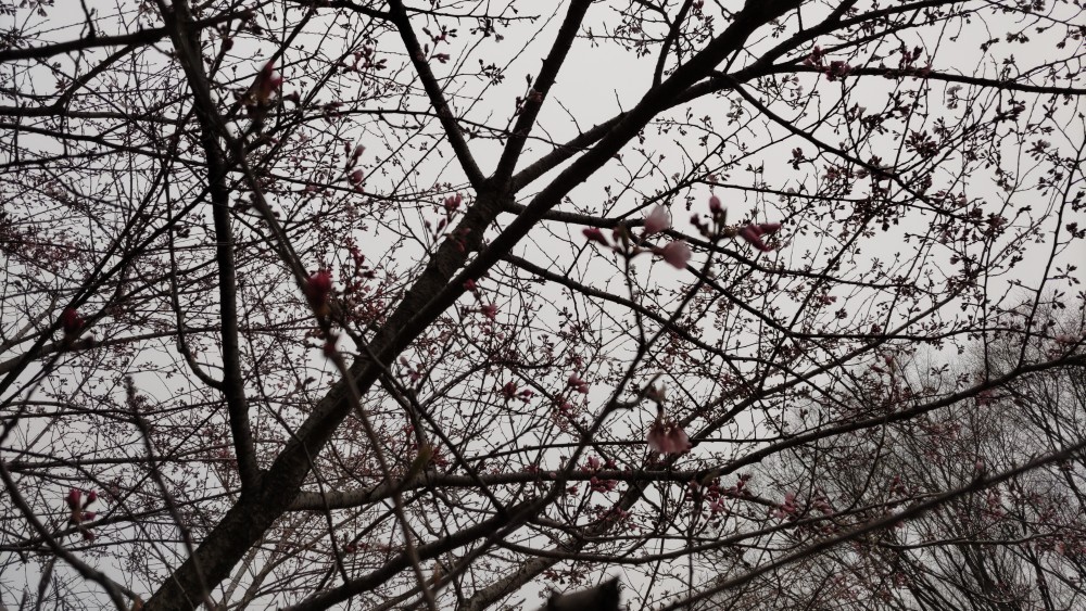 桜