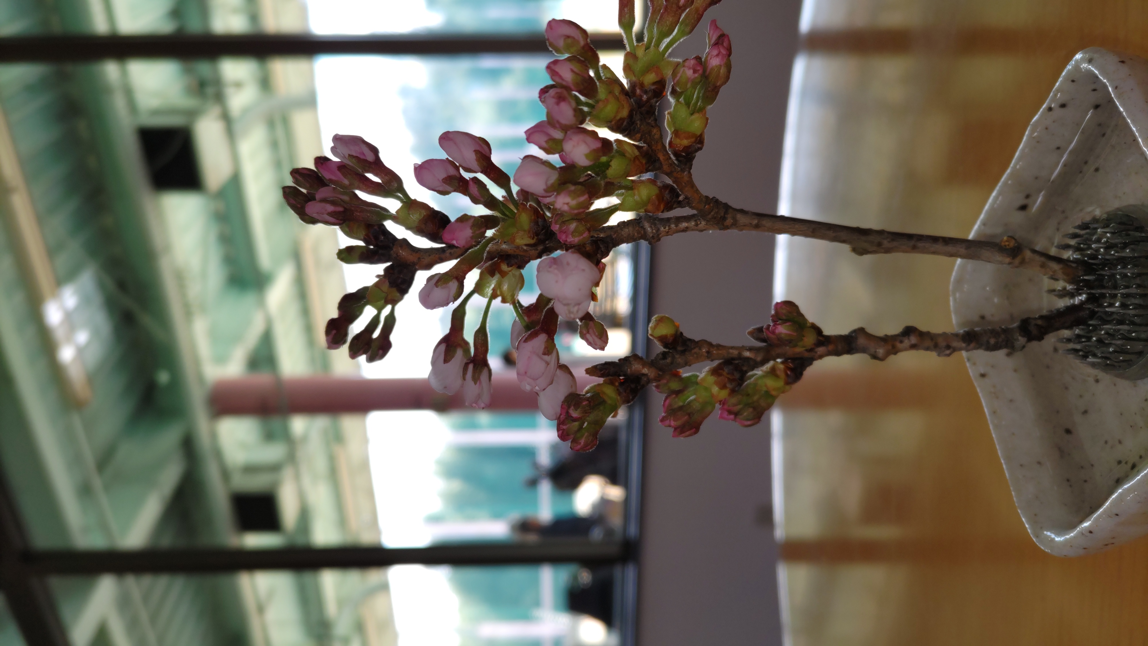 桜の季節