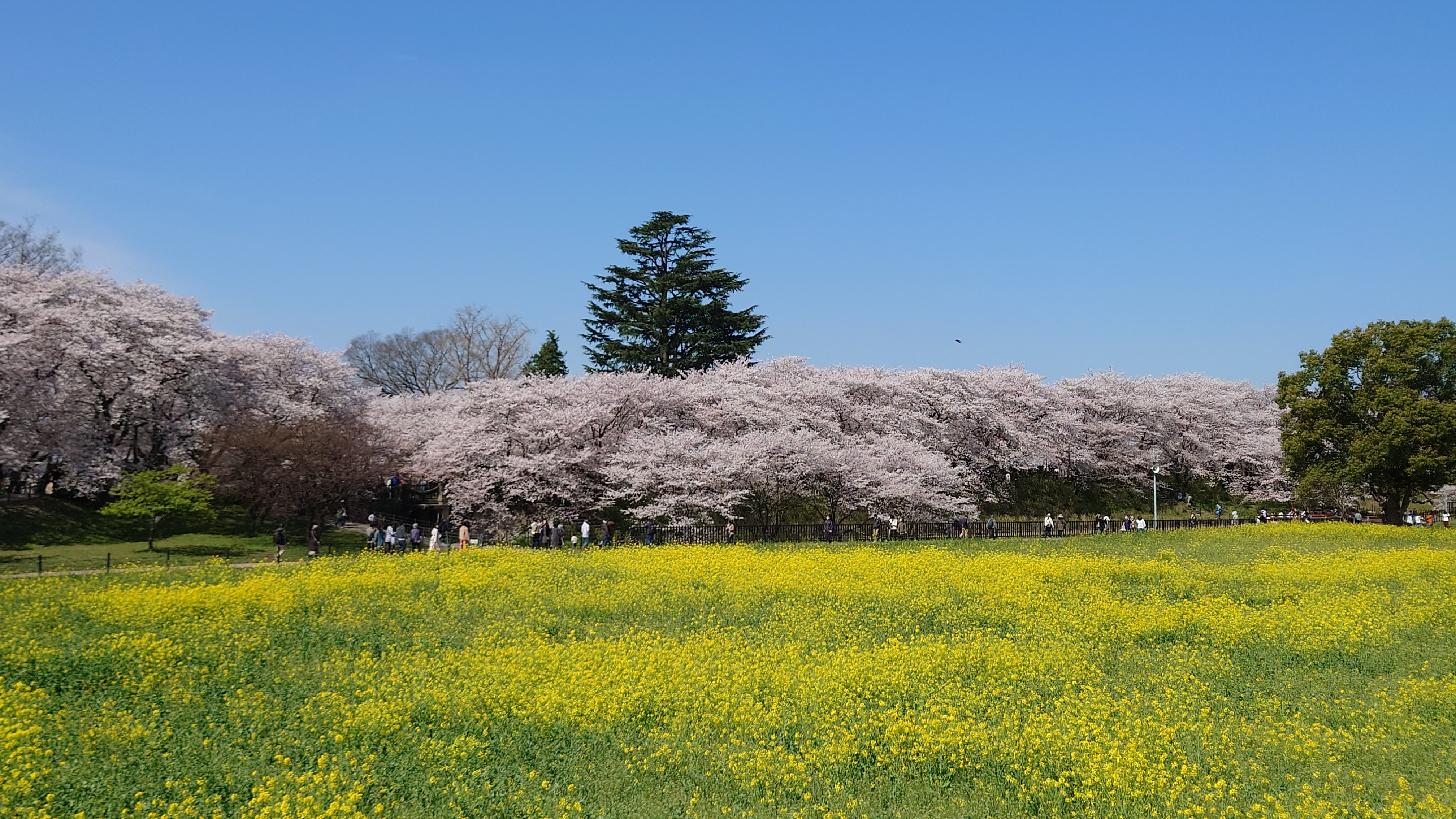 お花見日和‼