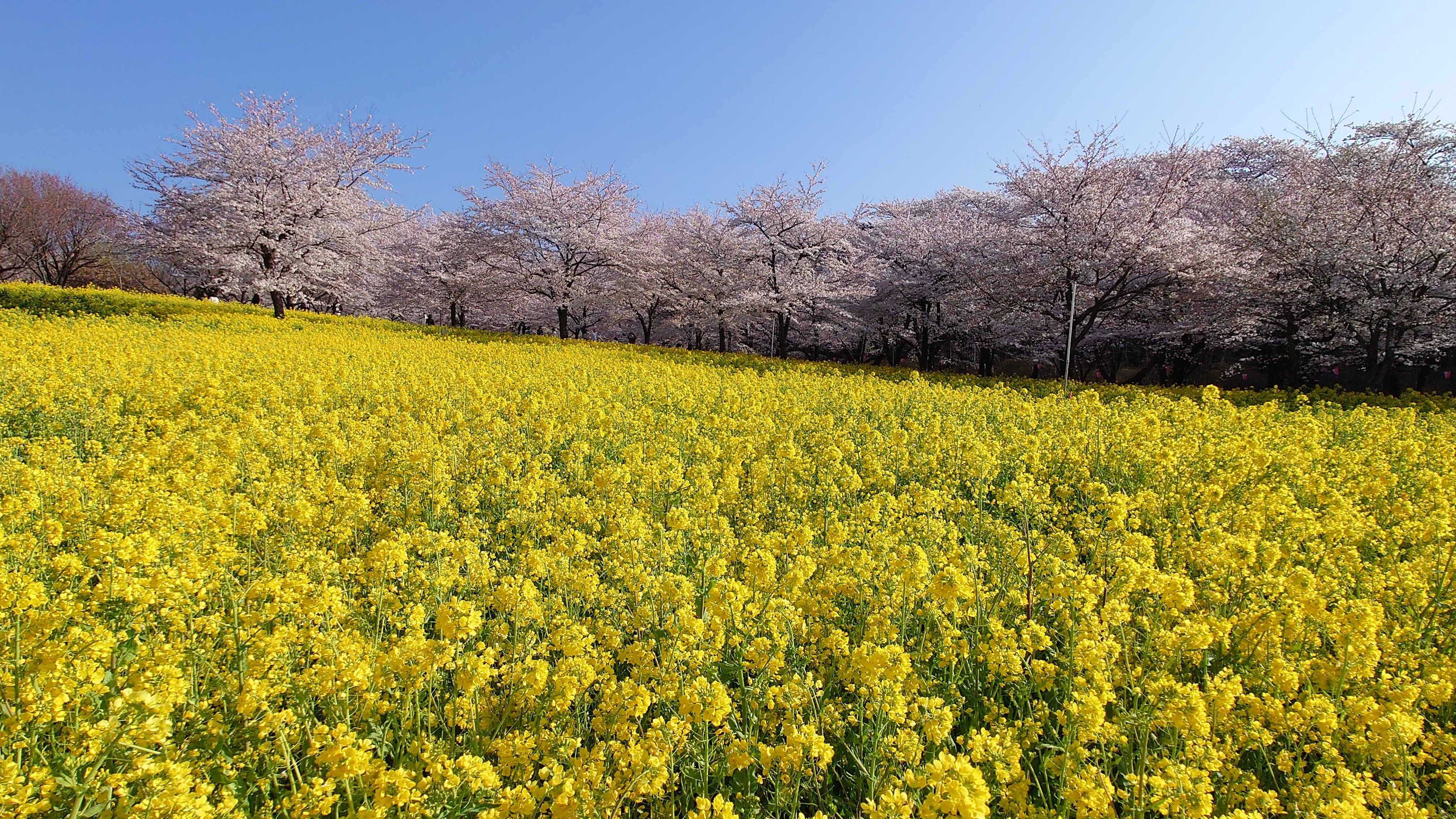 菜の花畑‼