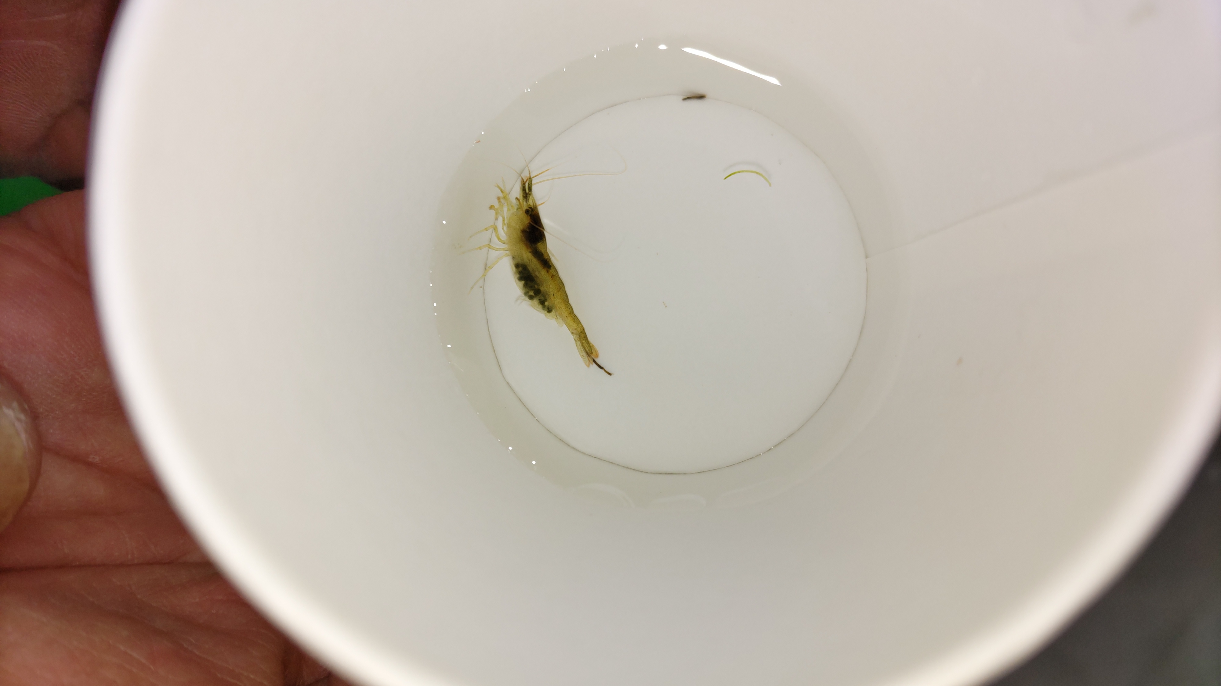 マタニティフォト