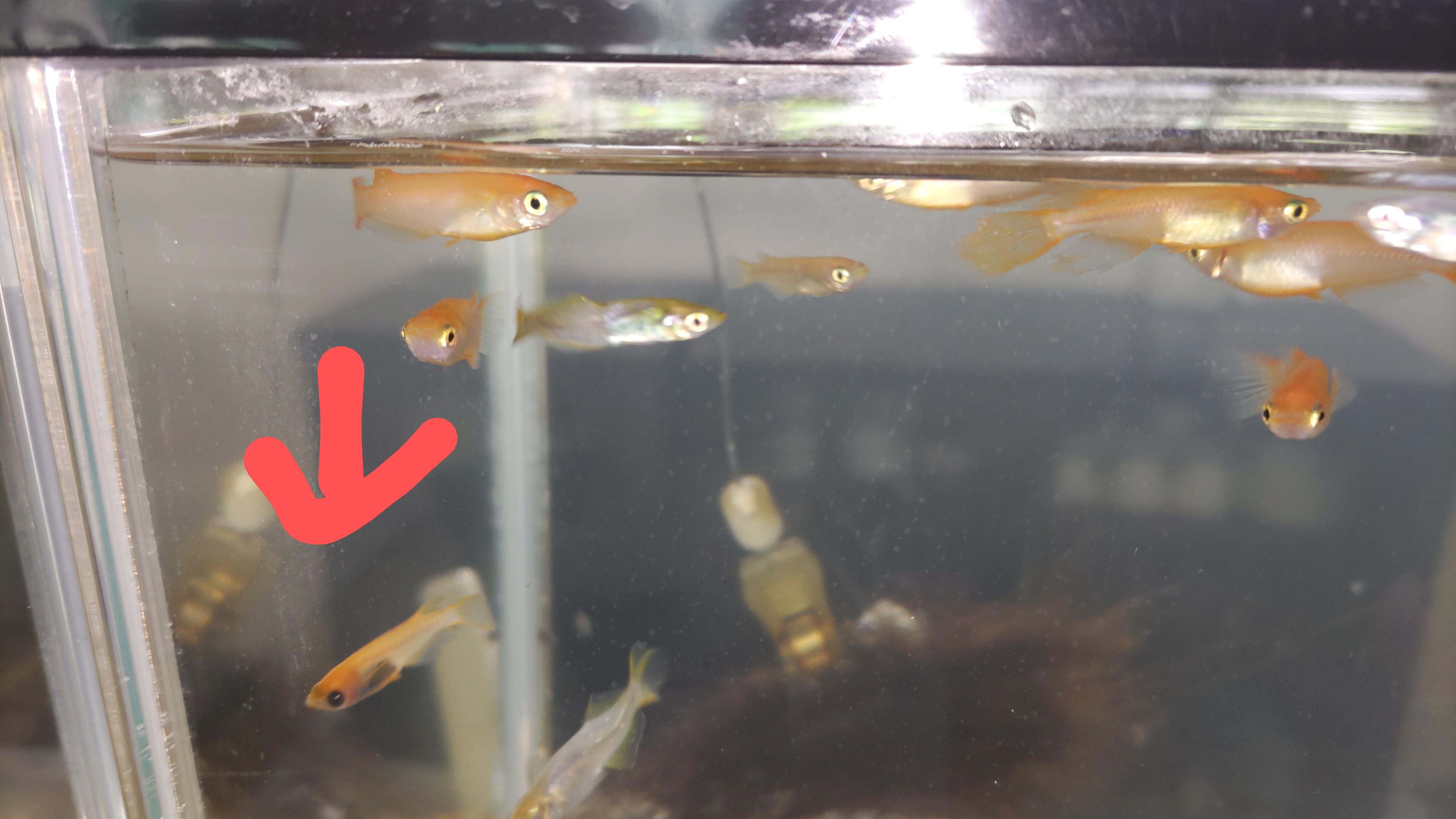 お気に入り
