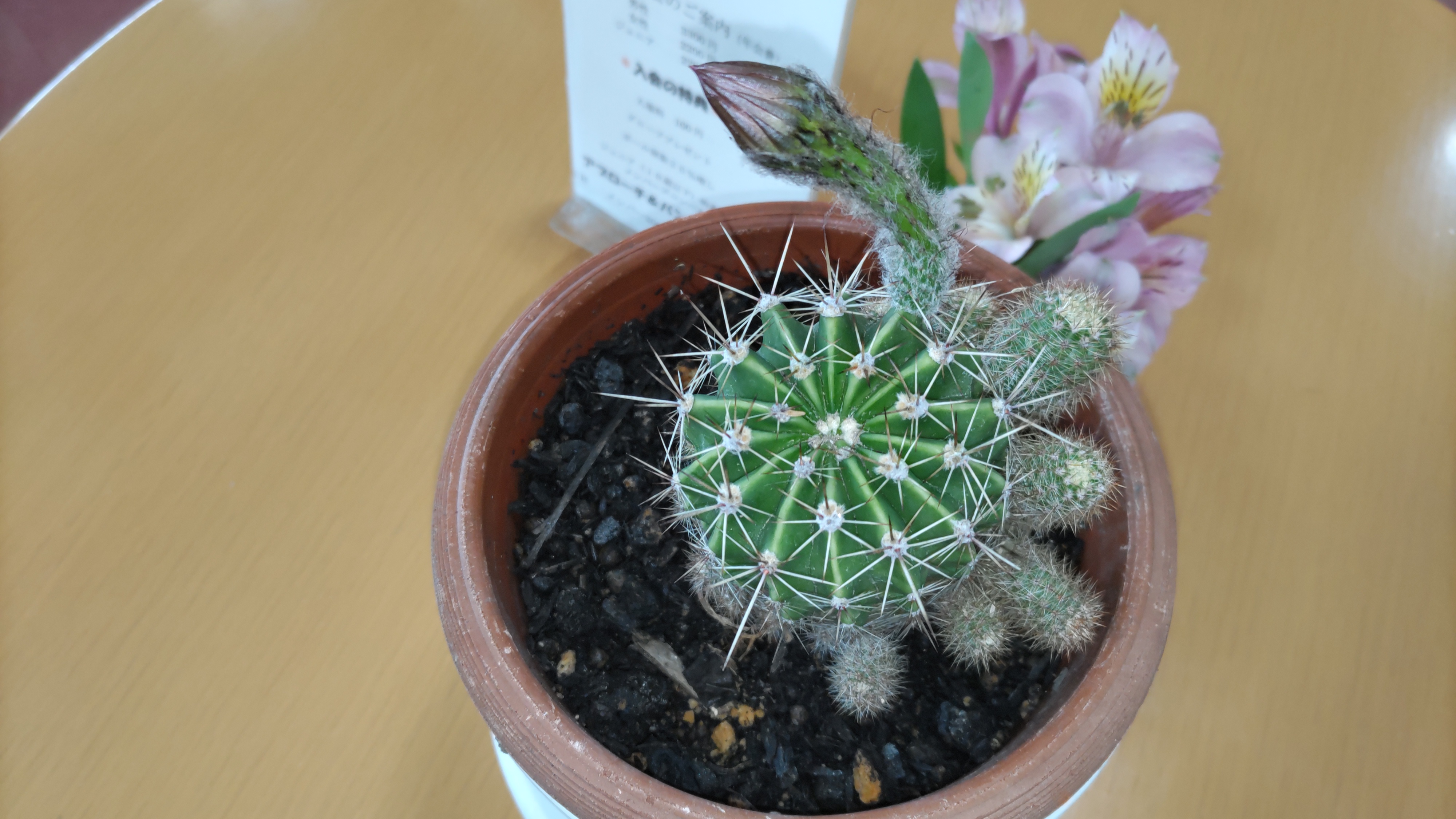 サボテンの花