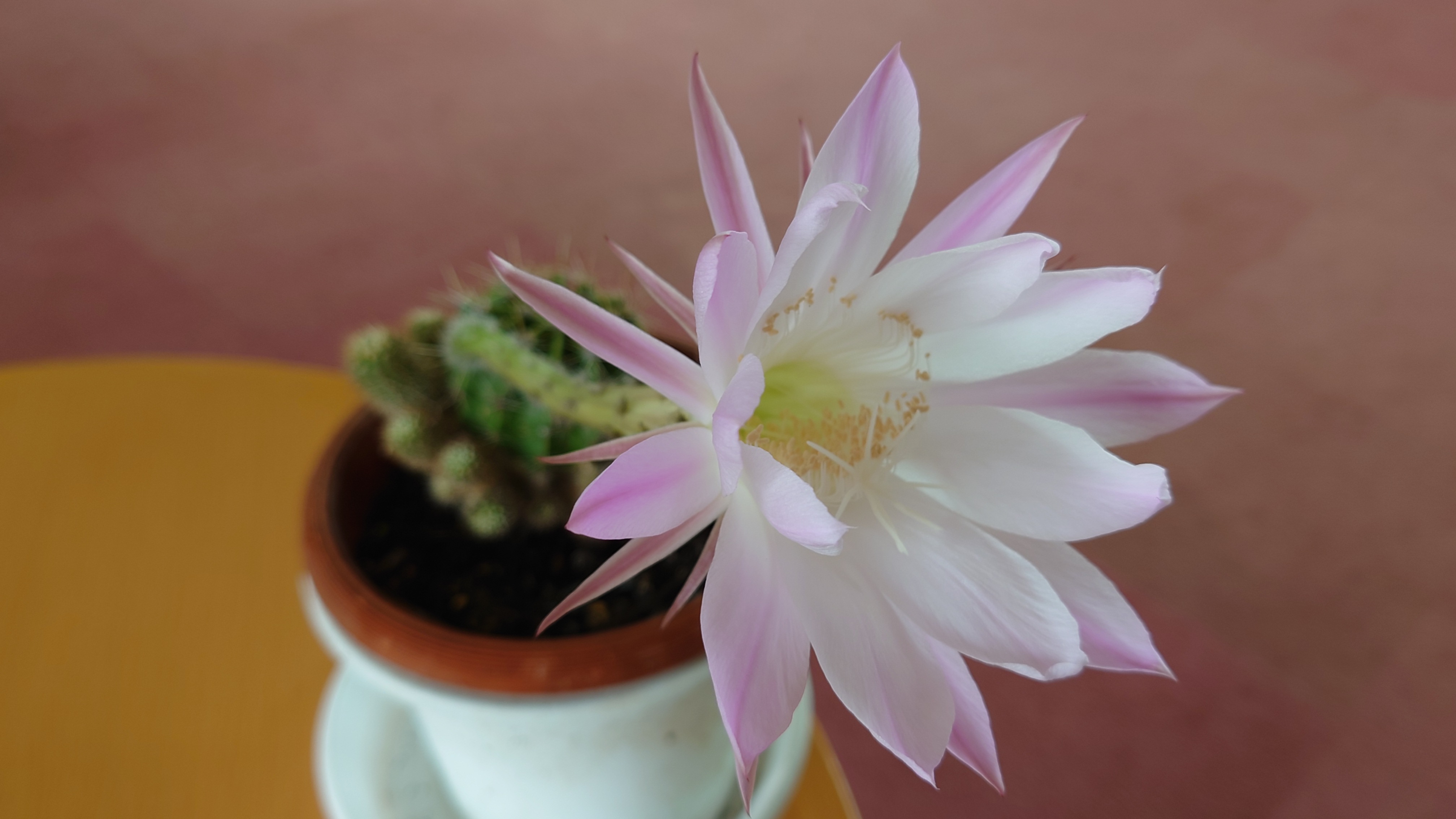 サボテンの花