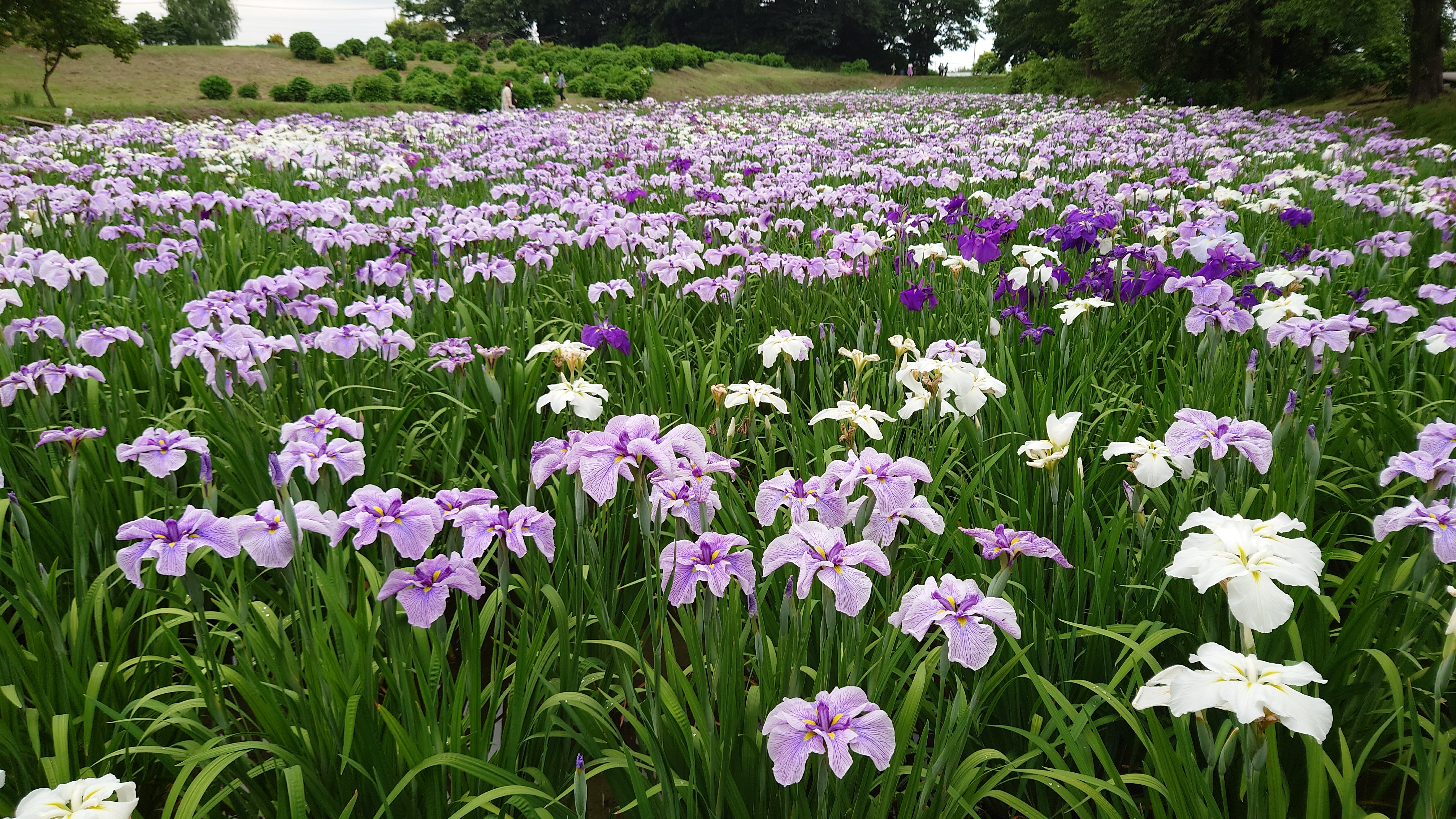 花しょうぶ…