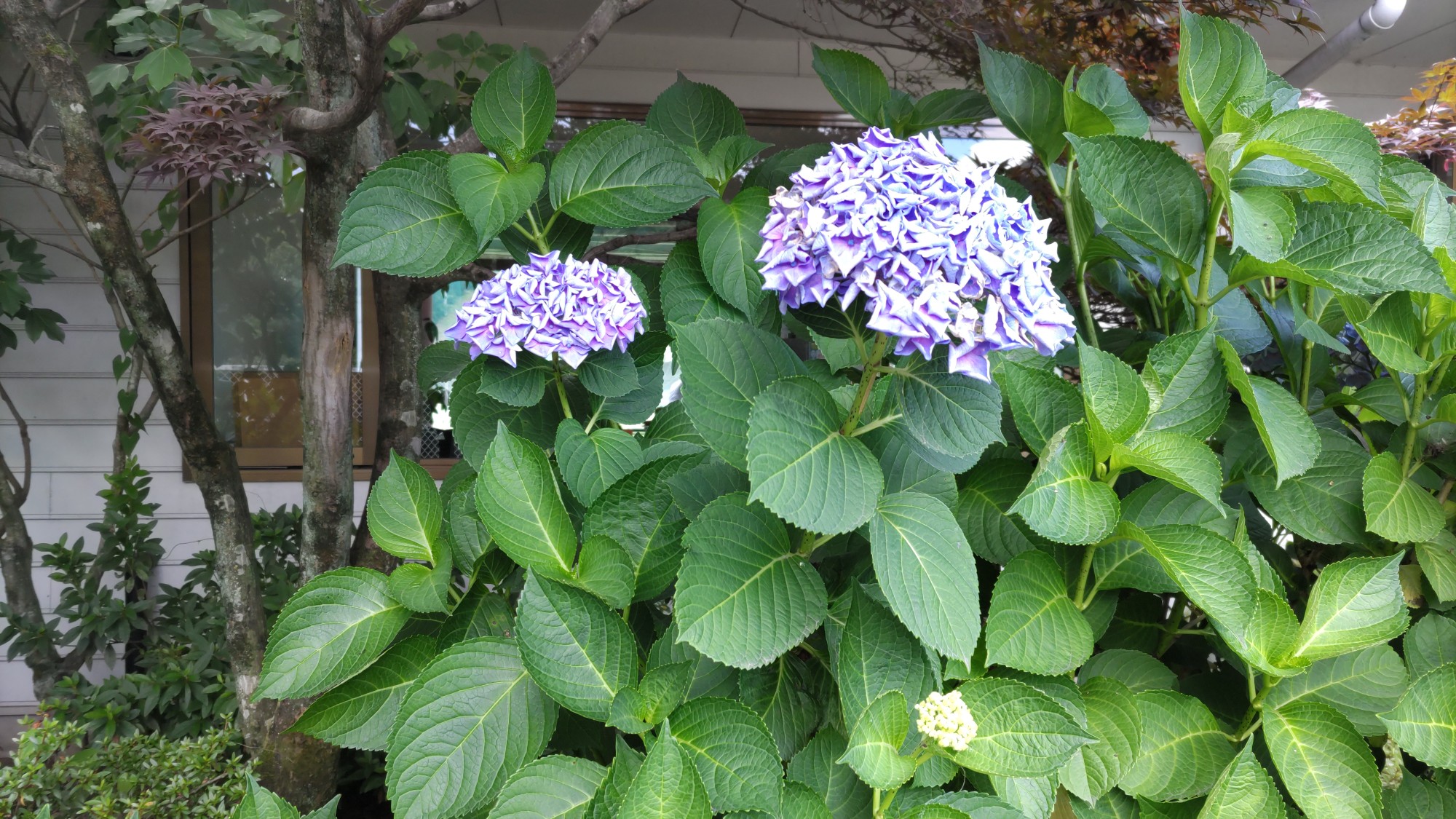 紫陽花