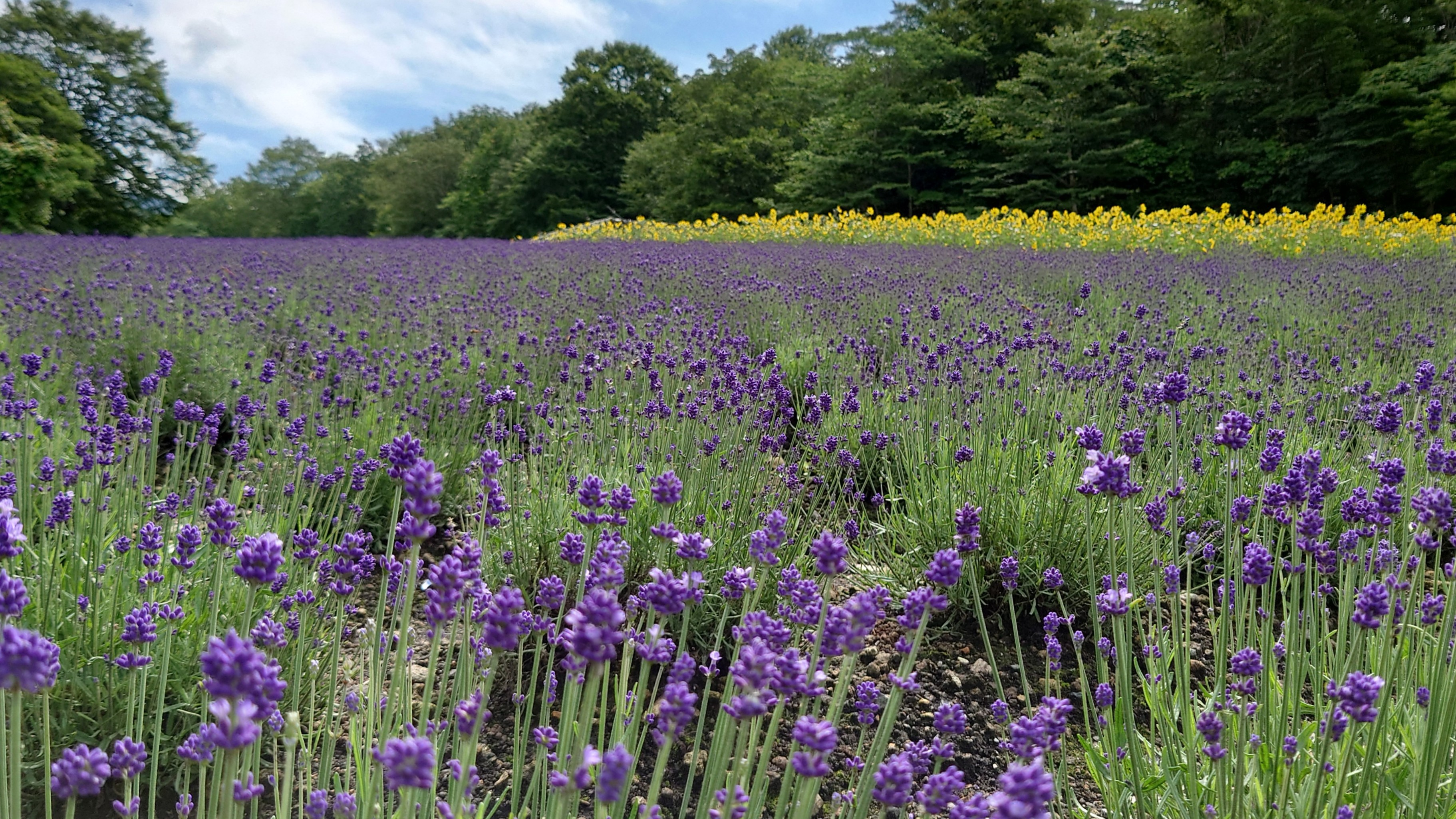 LAVENDER…