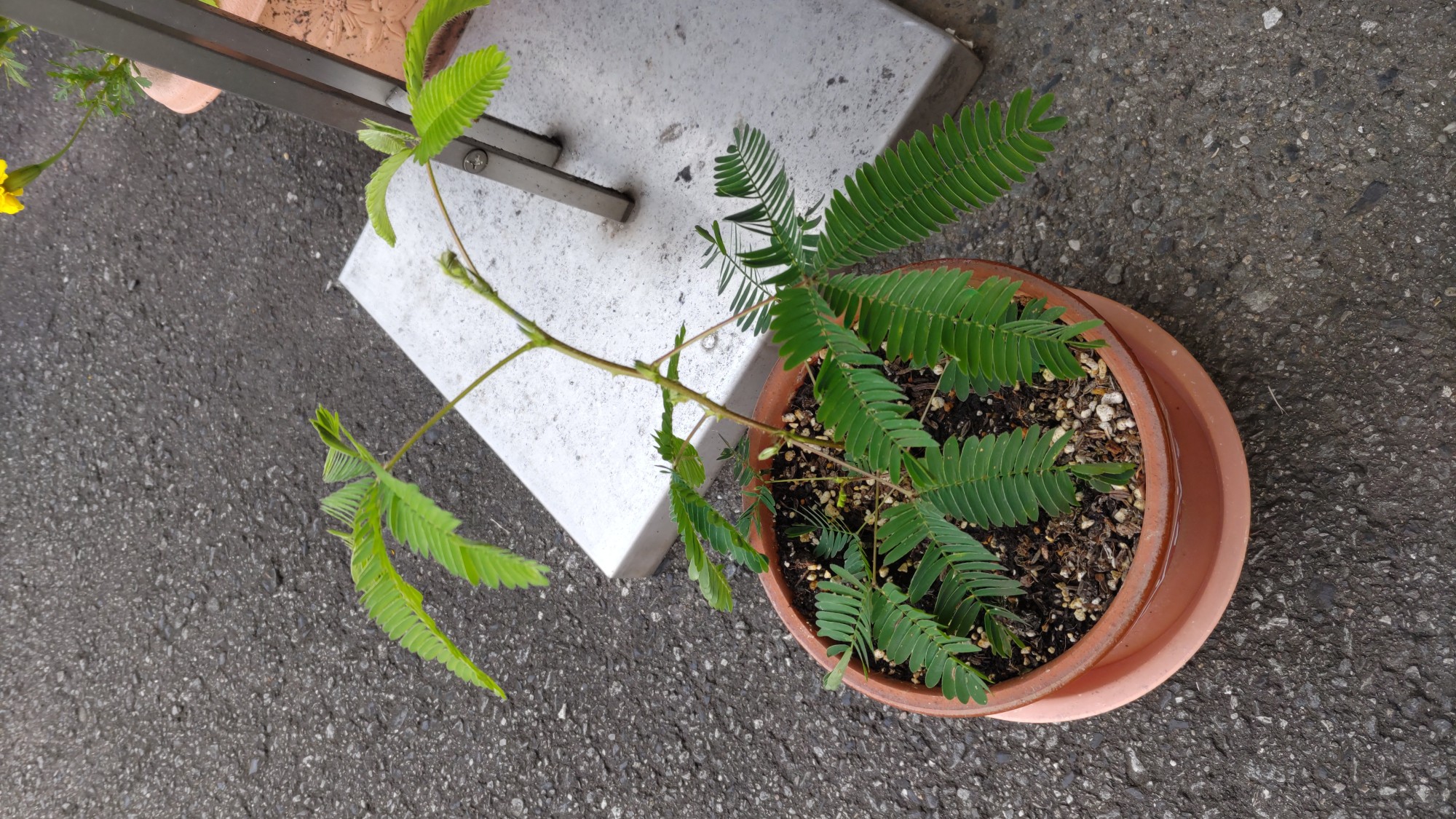 おじぎ草