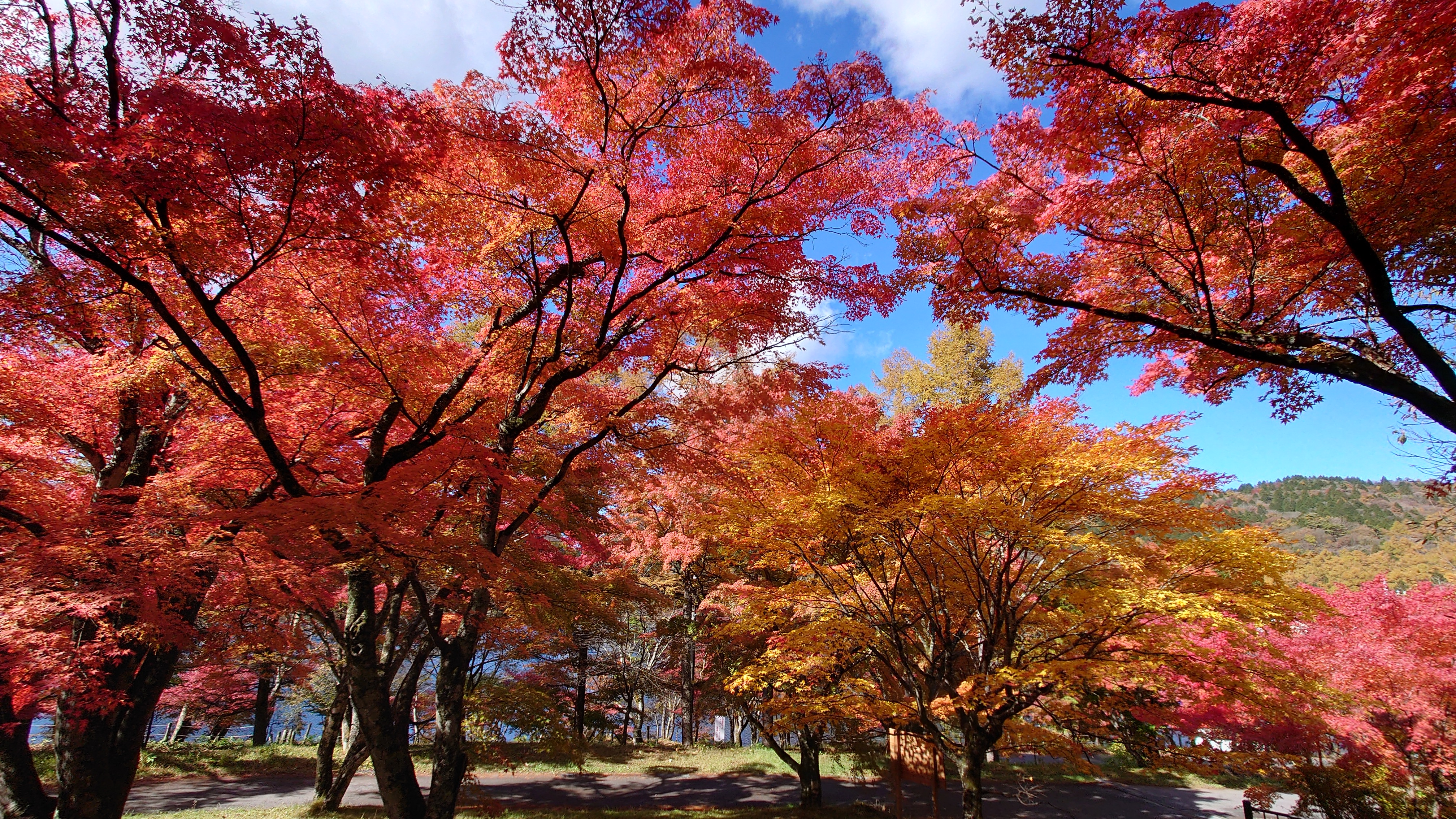 紅葉…