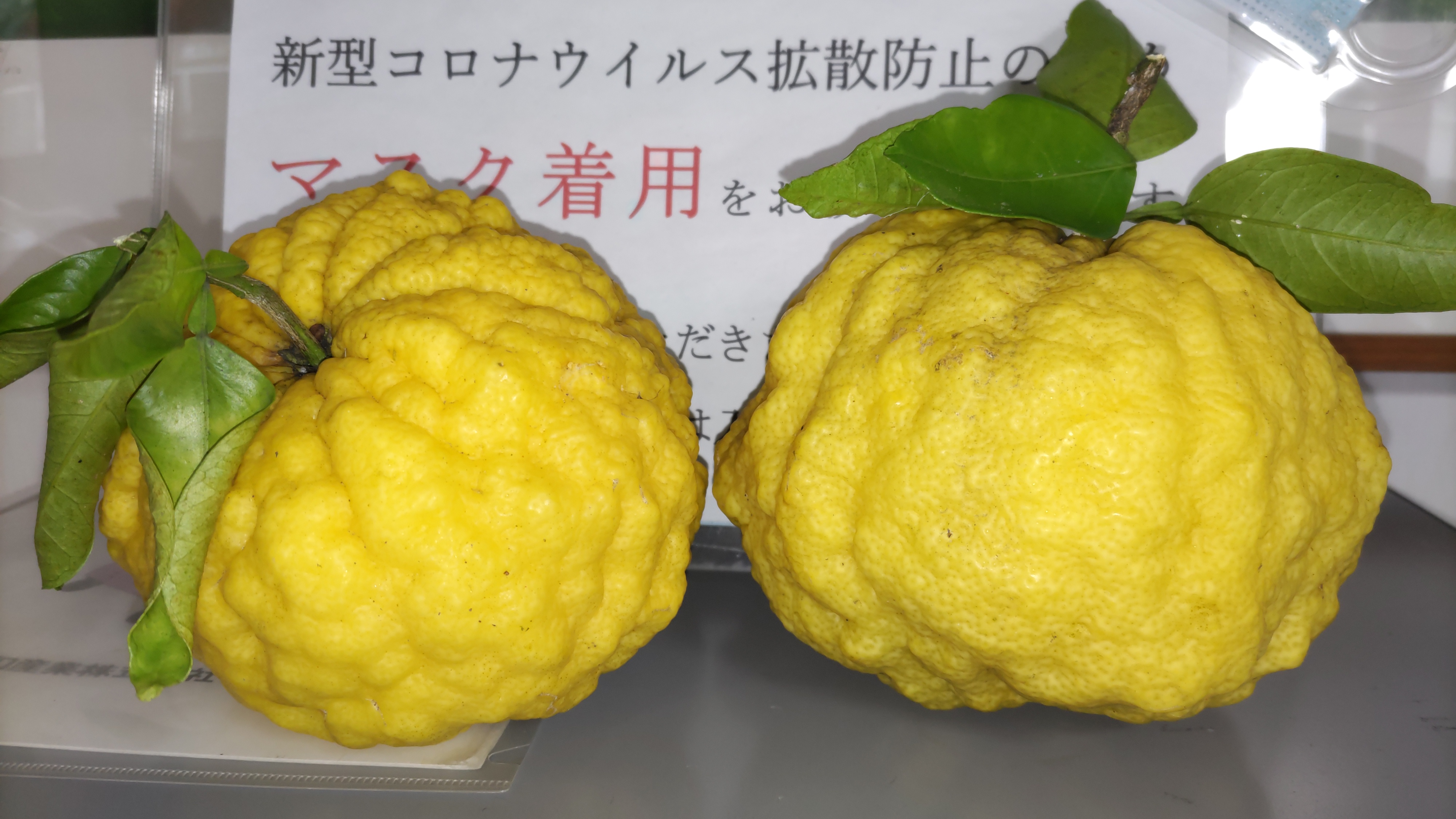 おにゆず