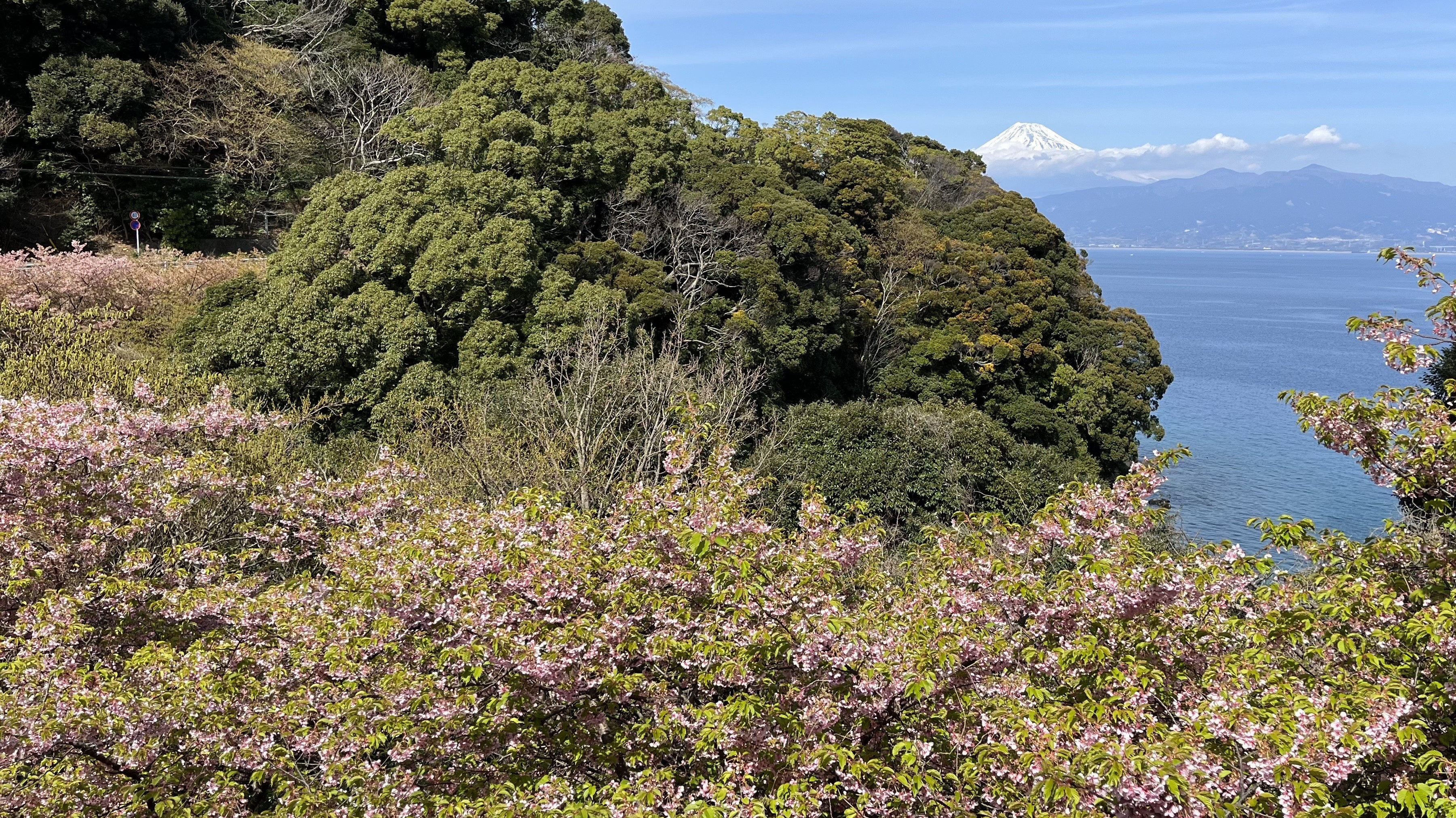 葉桜…