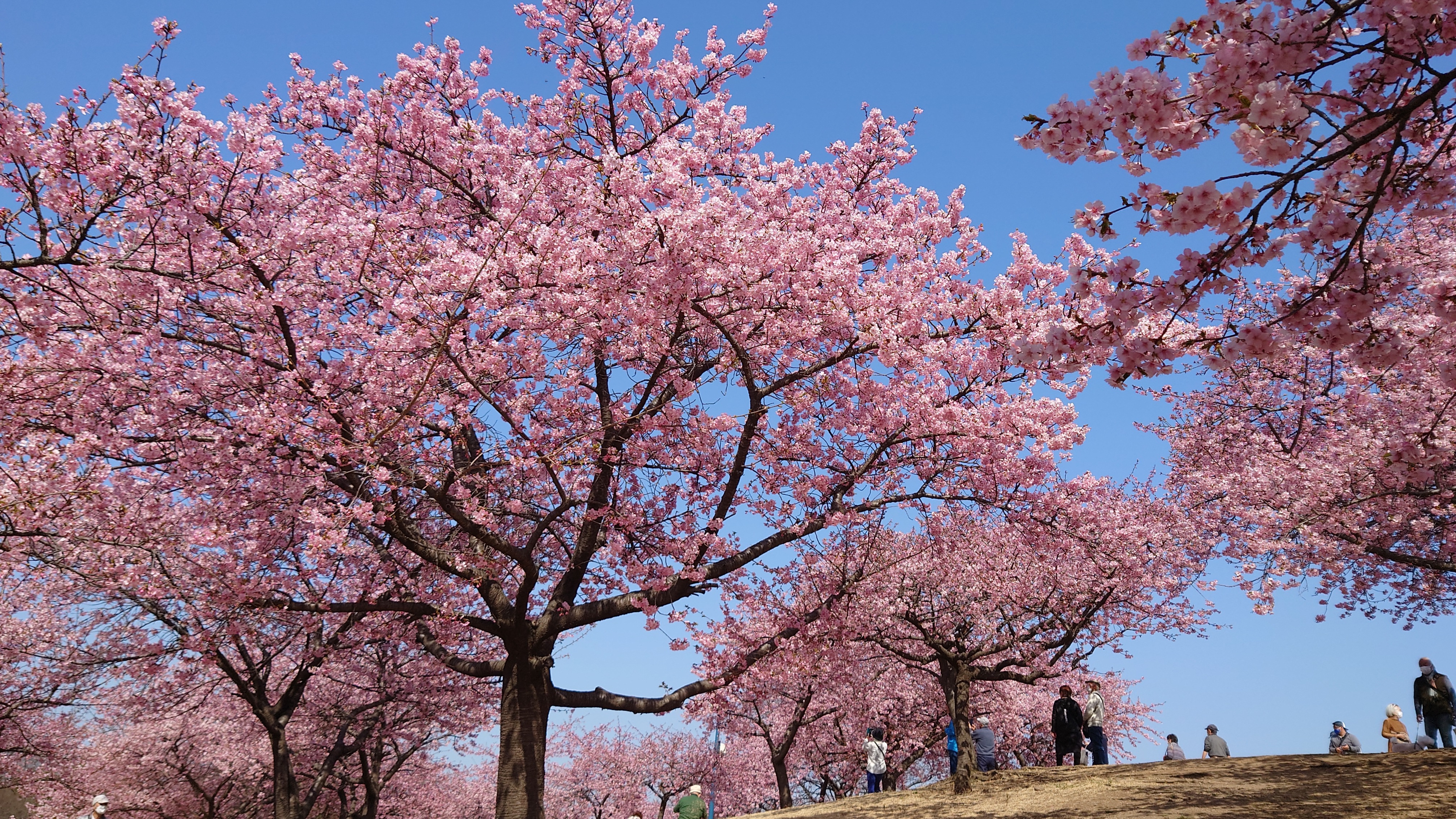 河津桜…