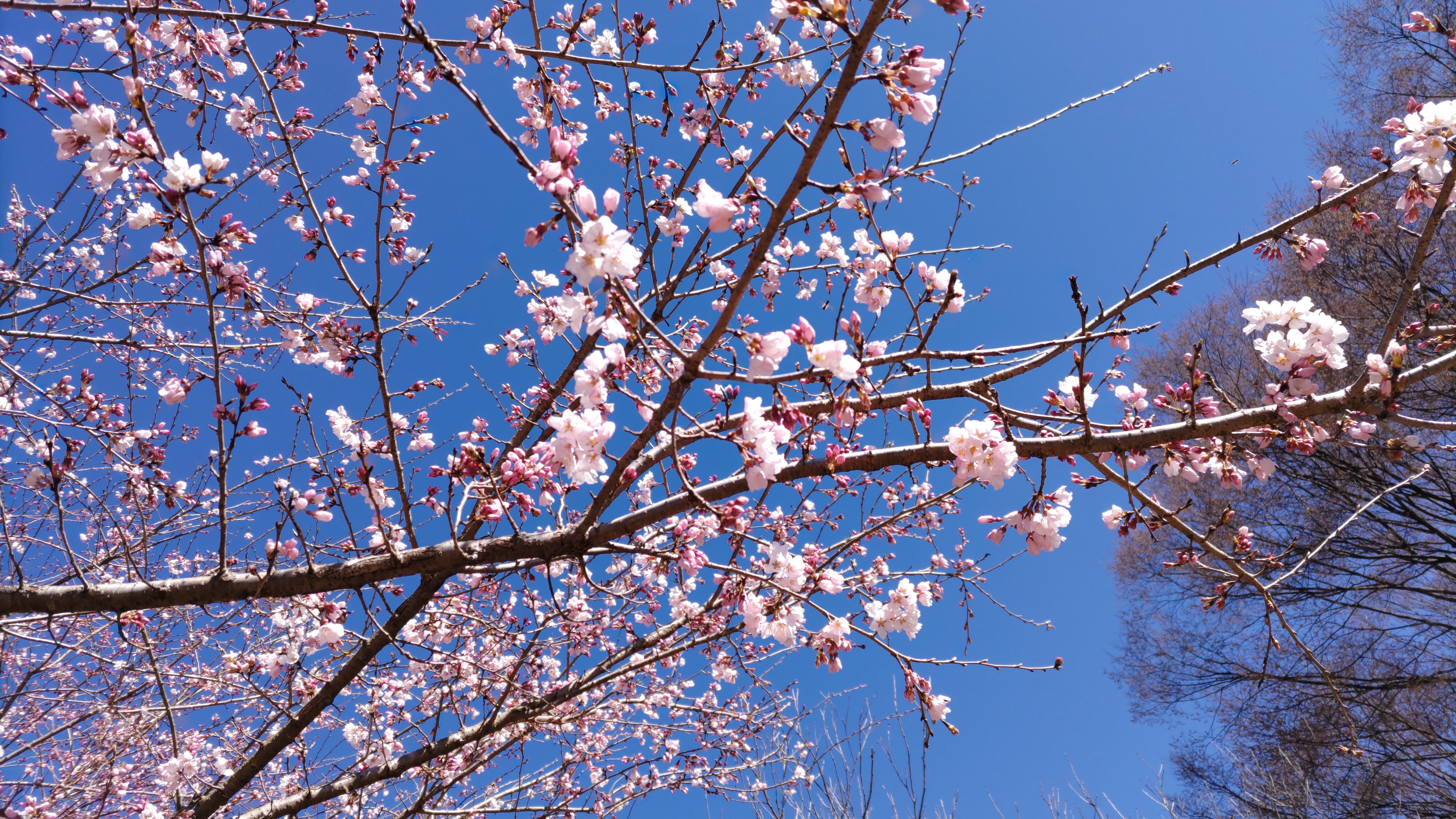 桜開花