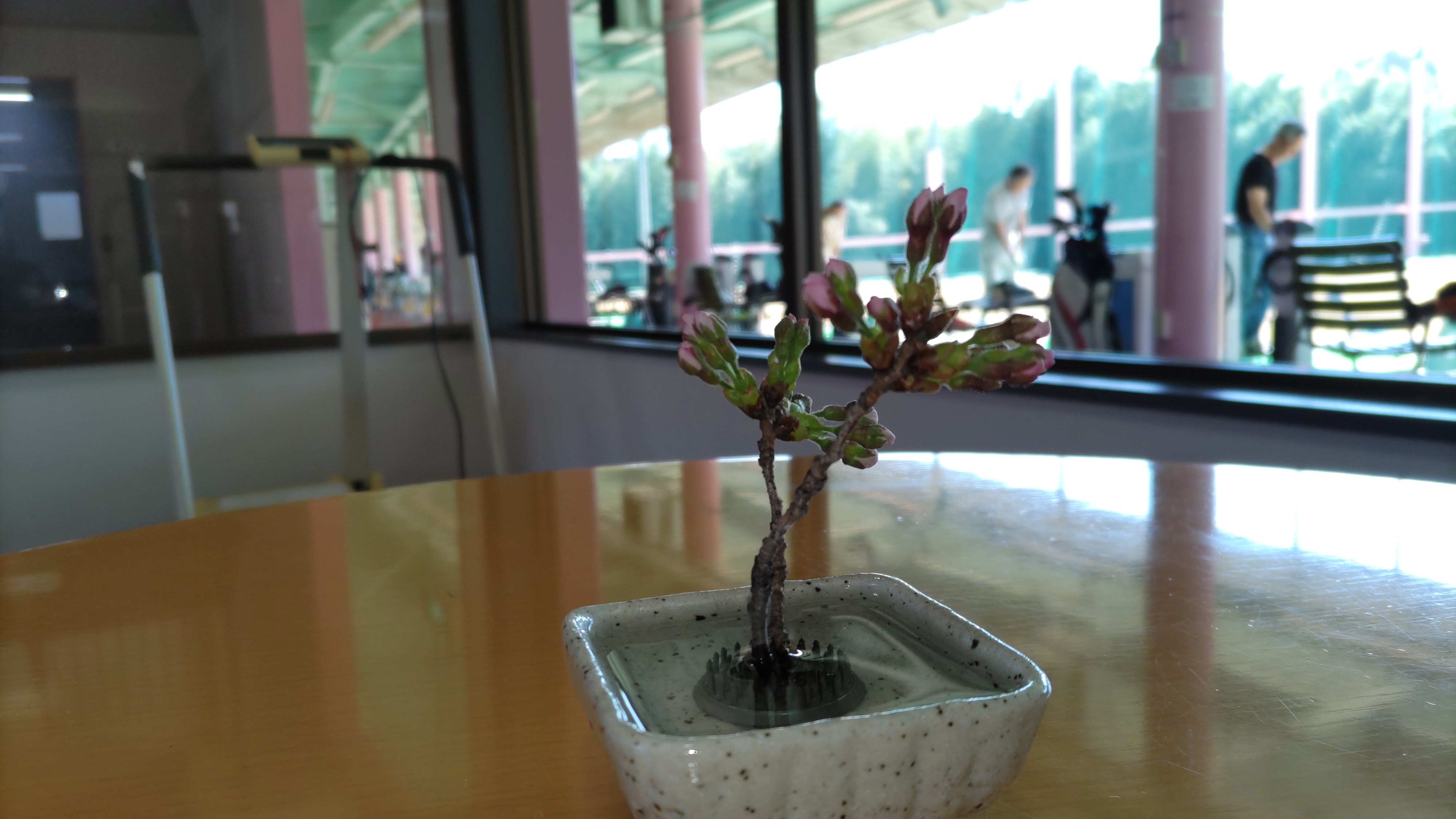 桜