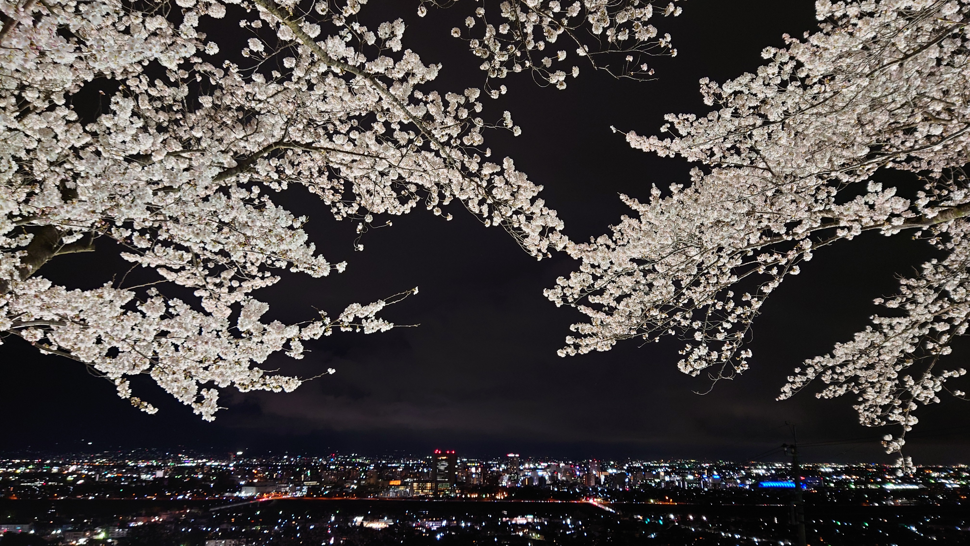 夜桜…