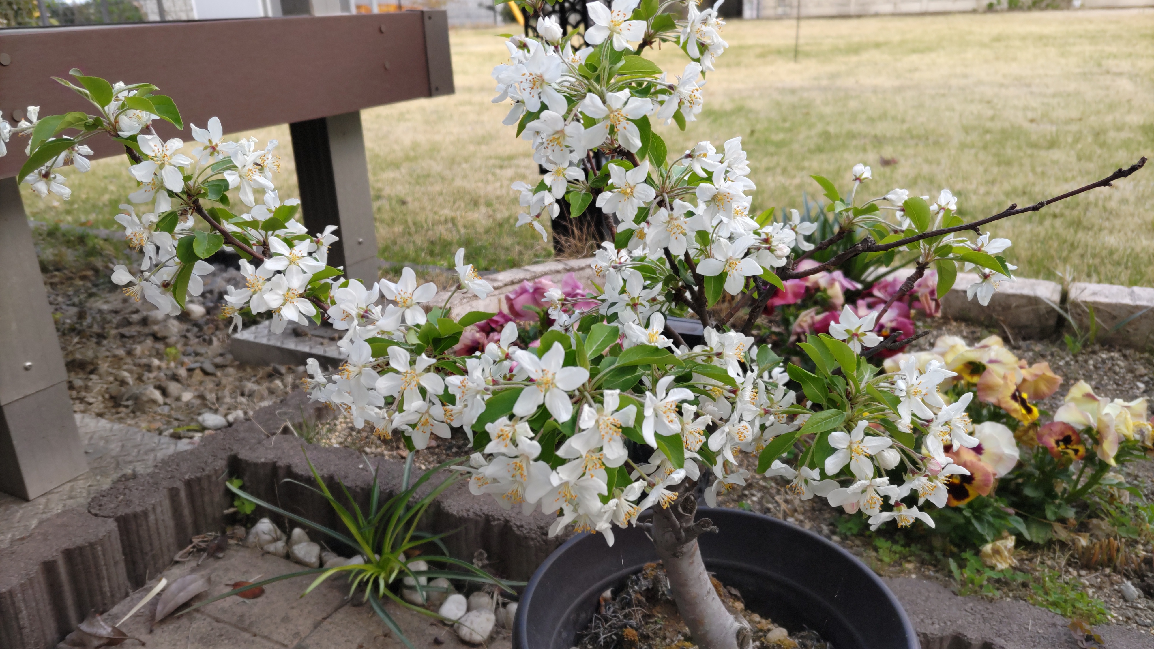 りんごの花