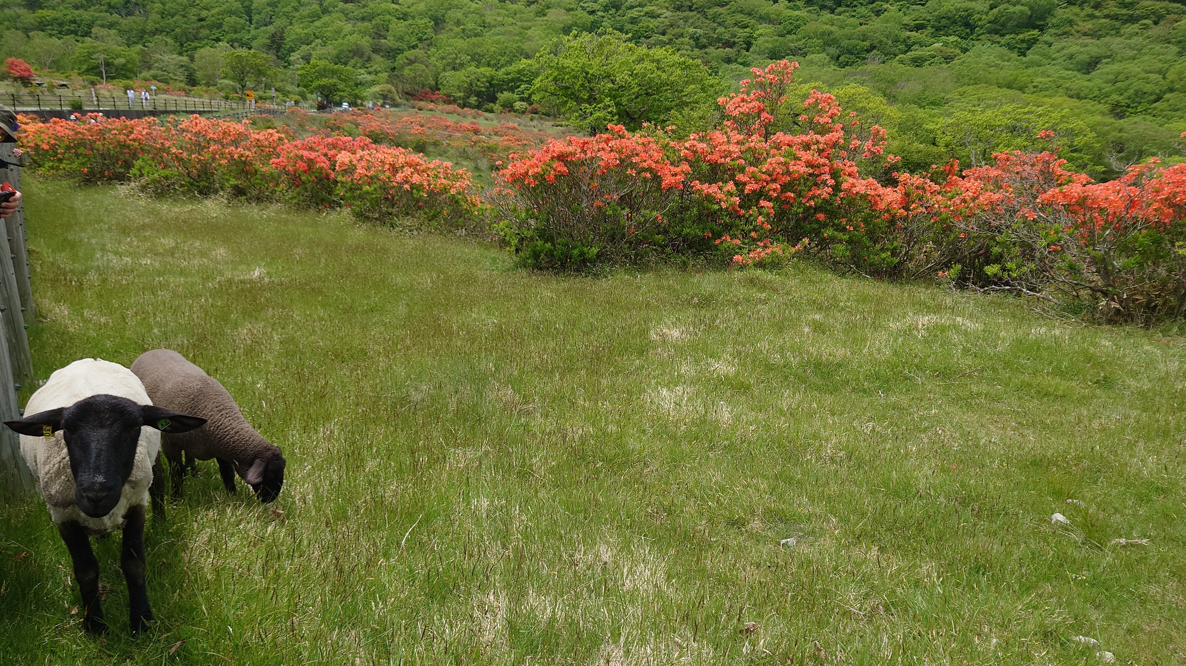 白樺牧場…