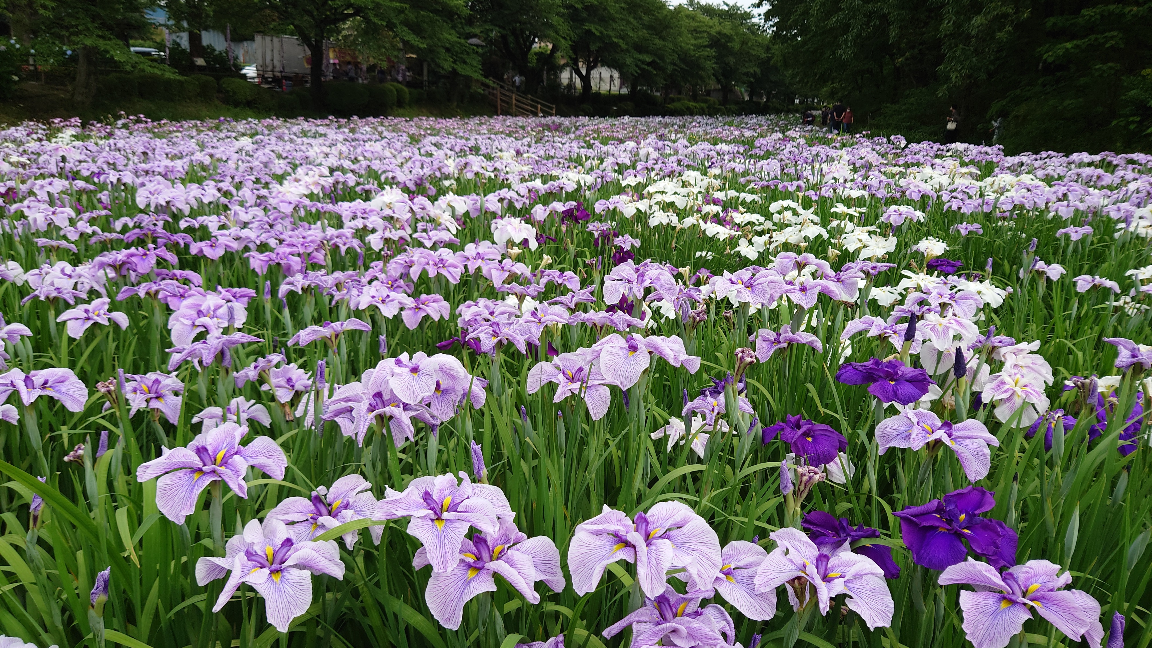 花しょうぶ…
