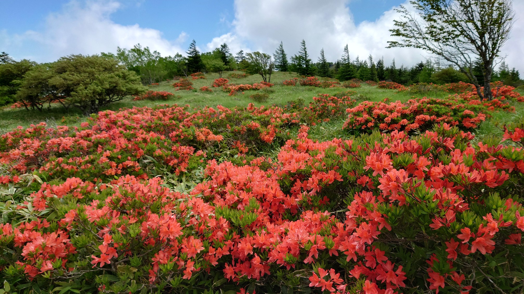 美ヶ原高原…