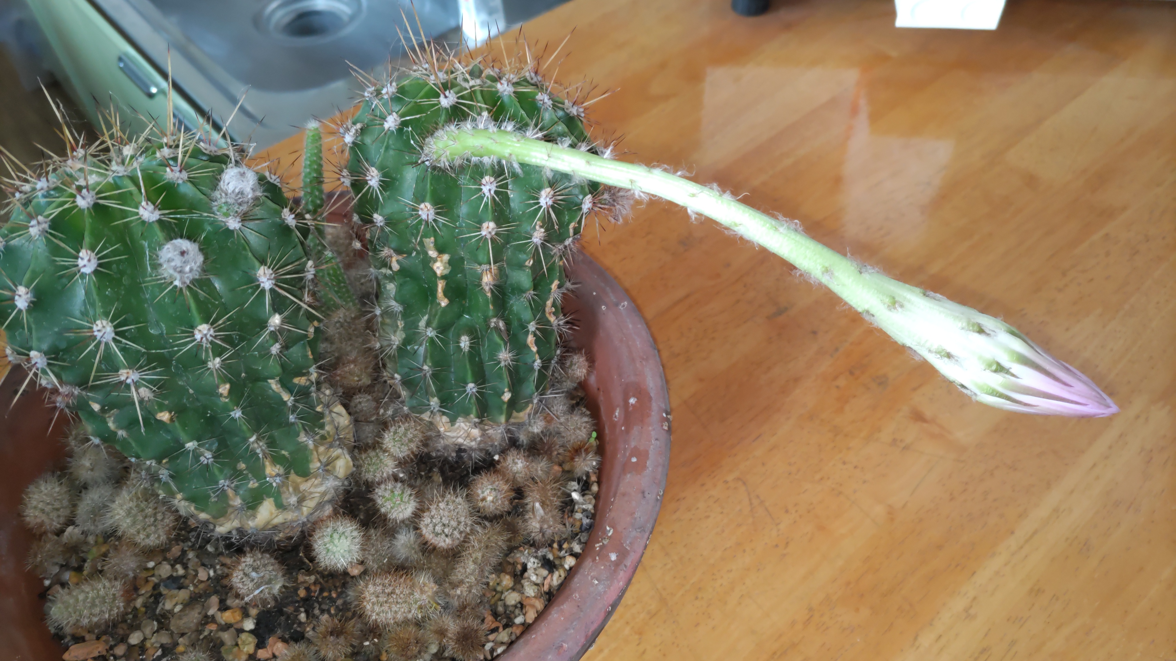 サボテンの花②