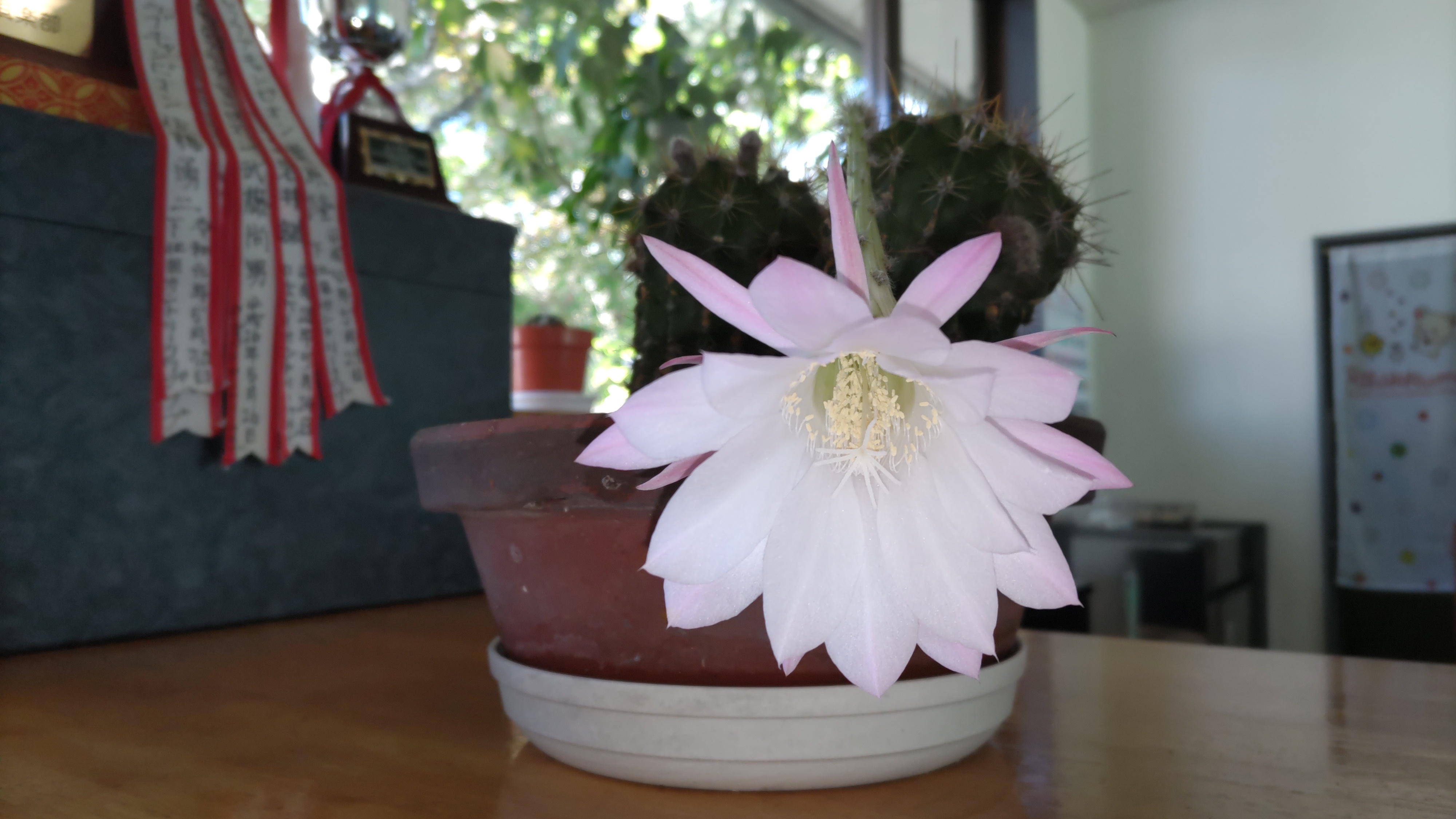 幸せの花