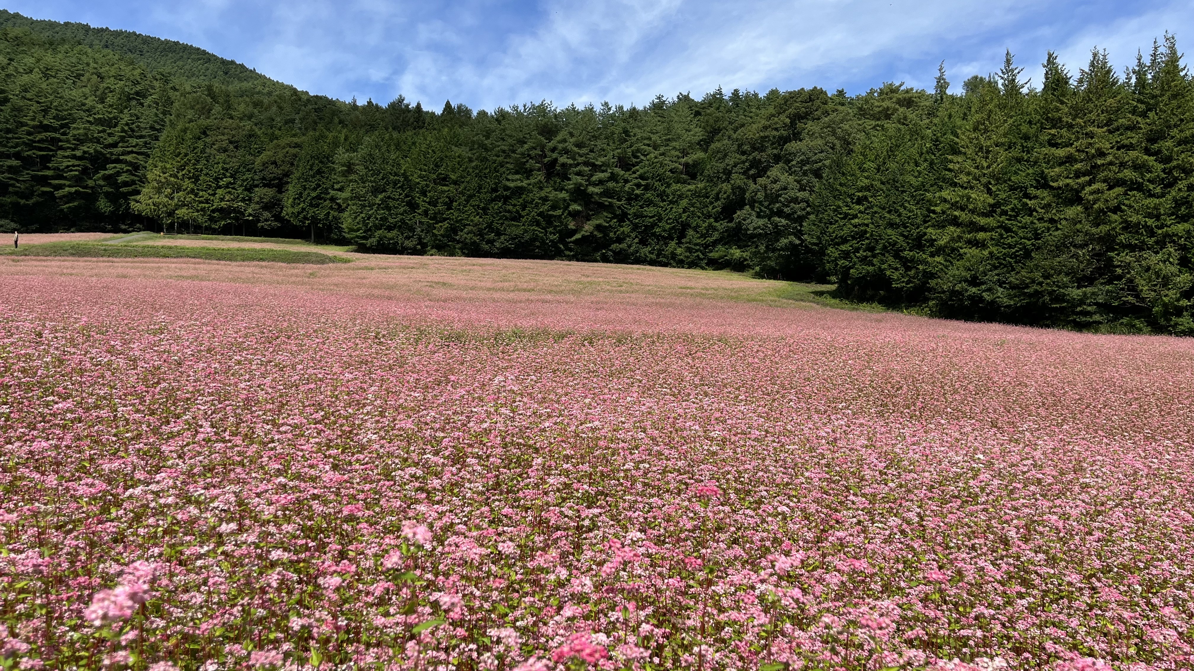 赤そばの里…