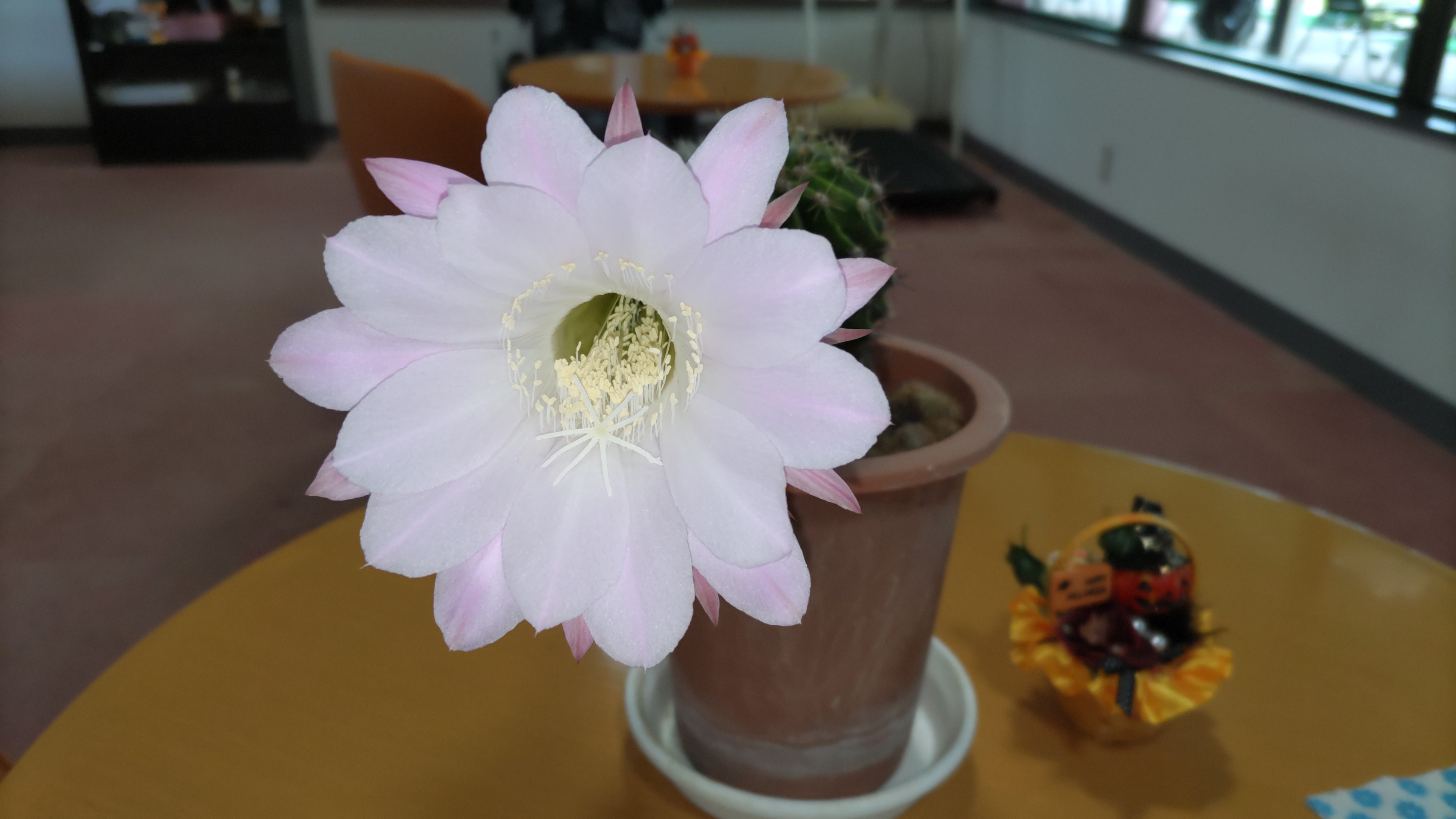 幸せの花