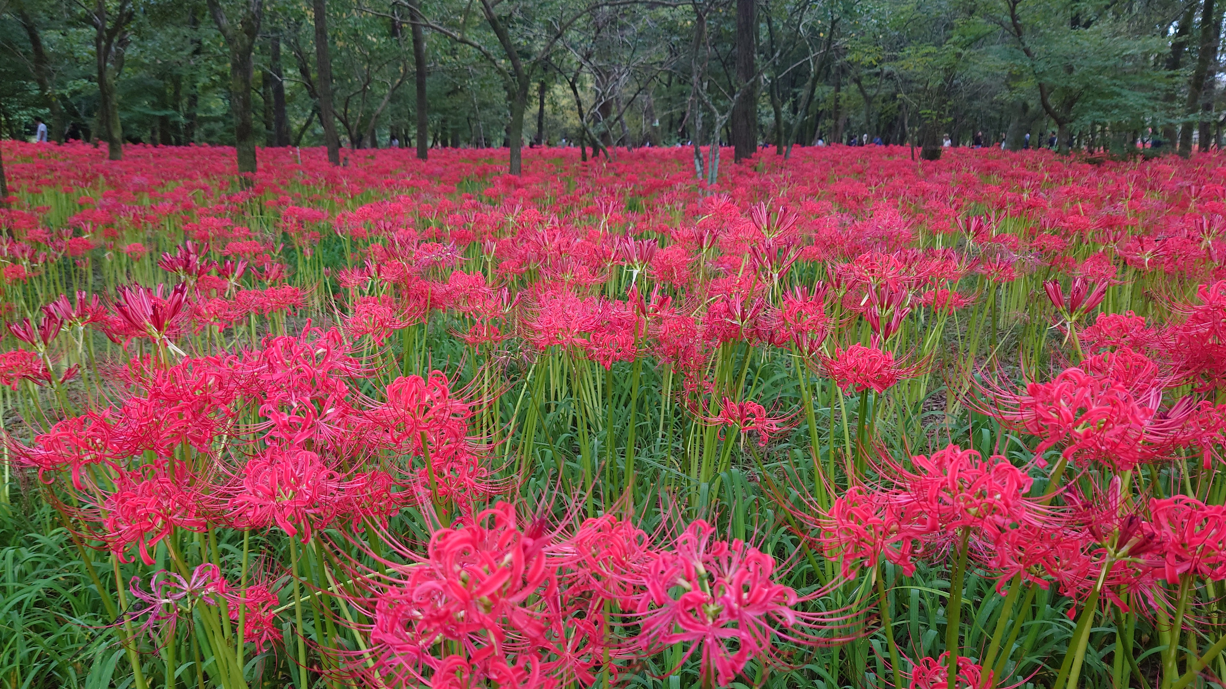 曼珠沙華…