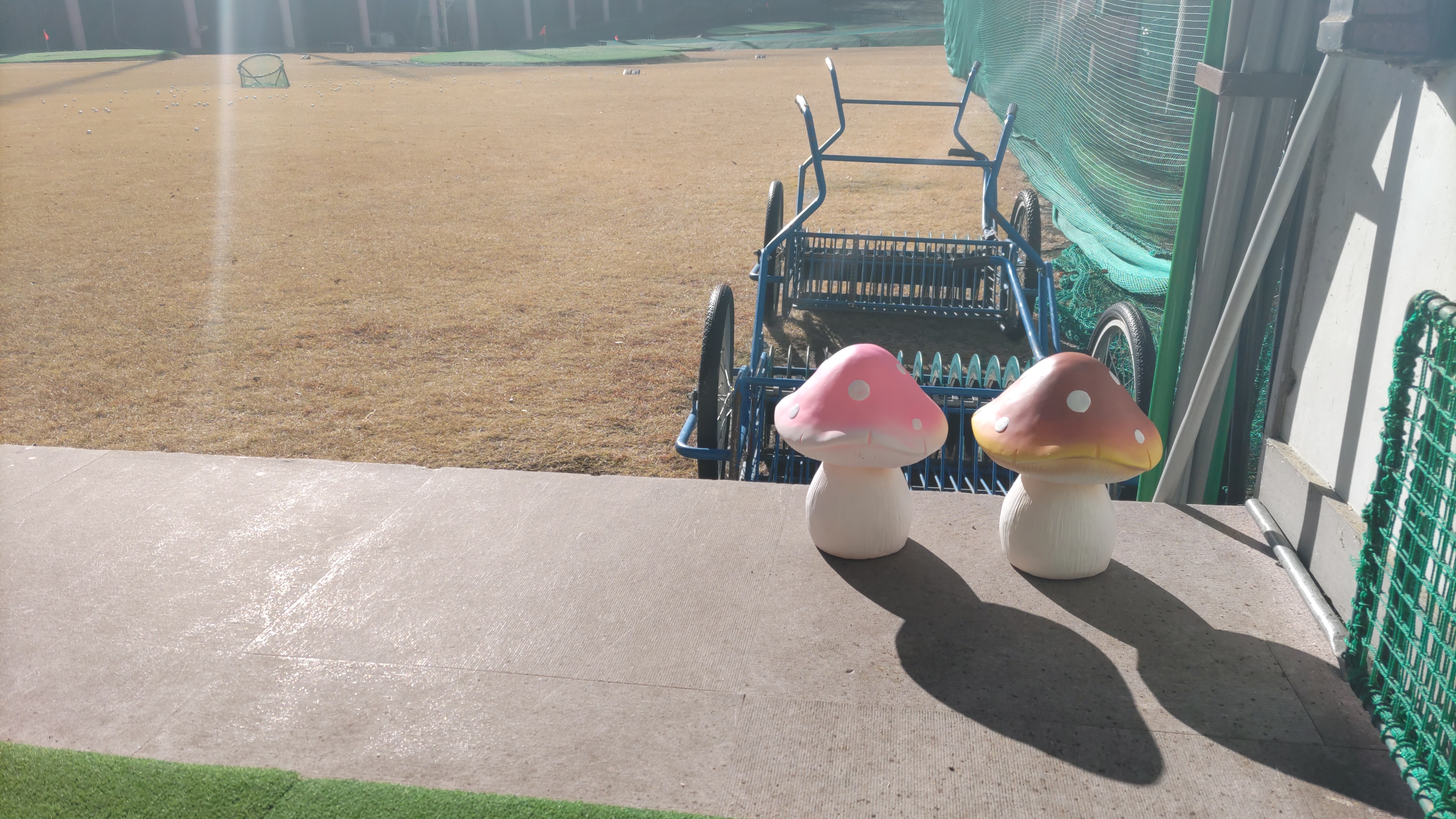 たそがれるキノコ